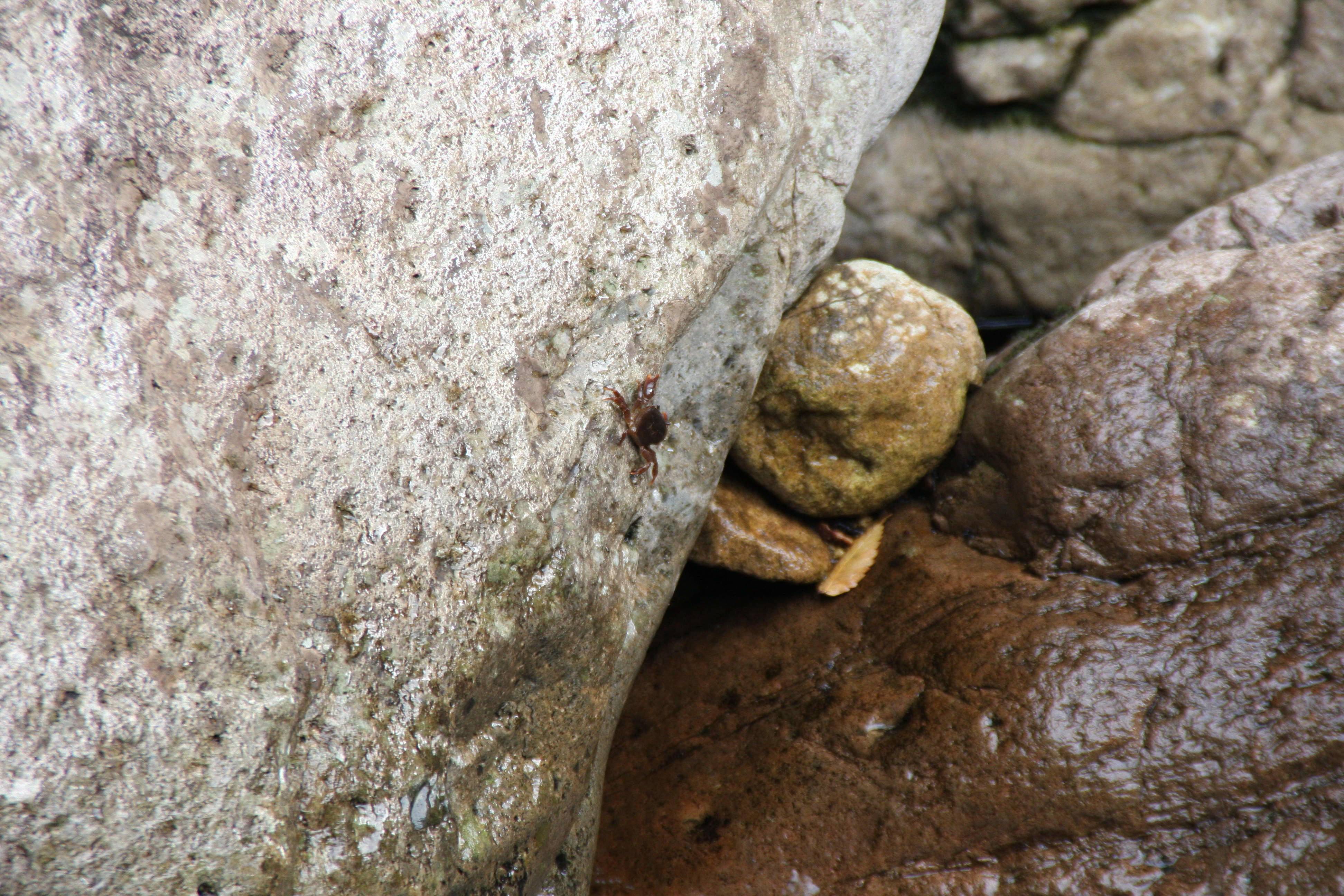 石头上面有只小螃蟹