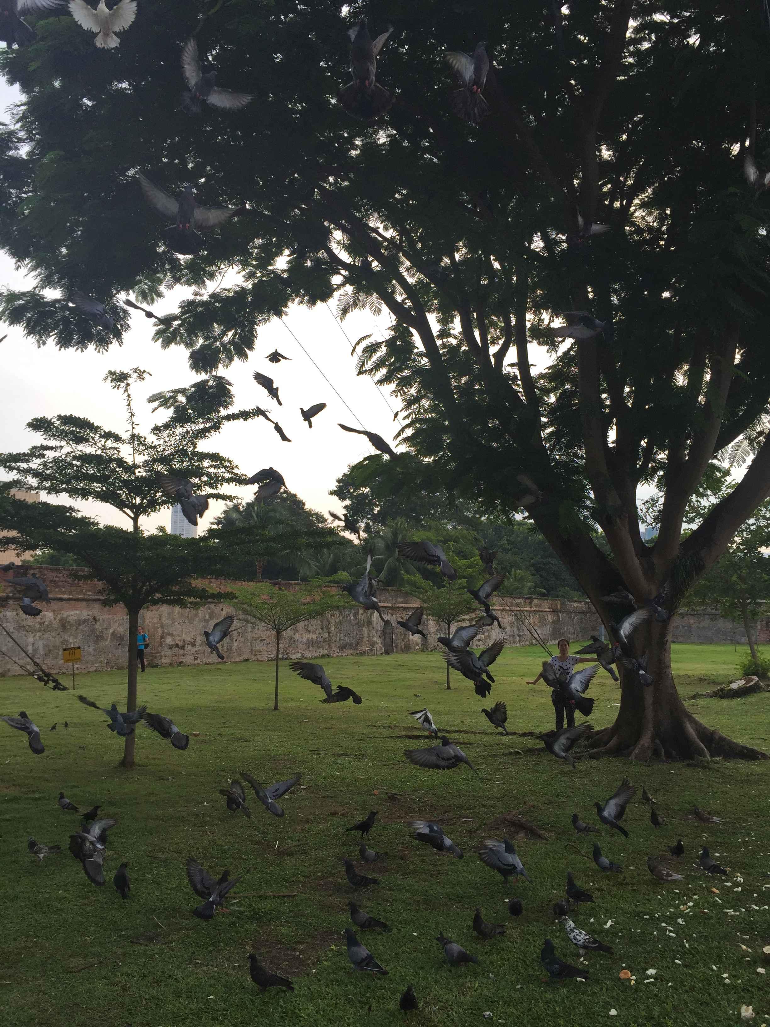 我在槟城学烹饪