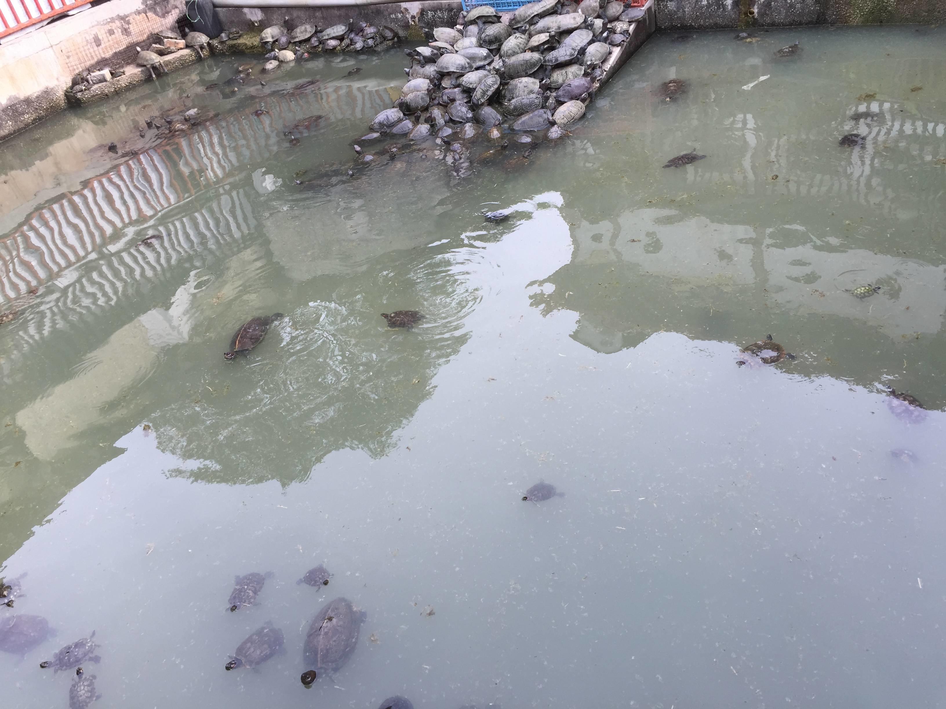 我在槟城学烹饪