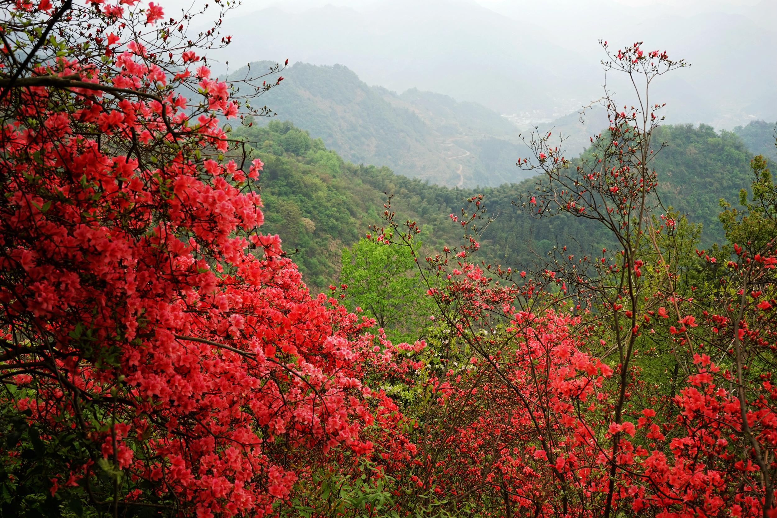 红了这山-红了春天 4.10云泰山映山红