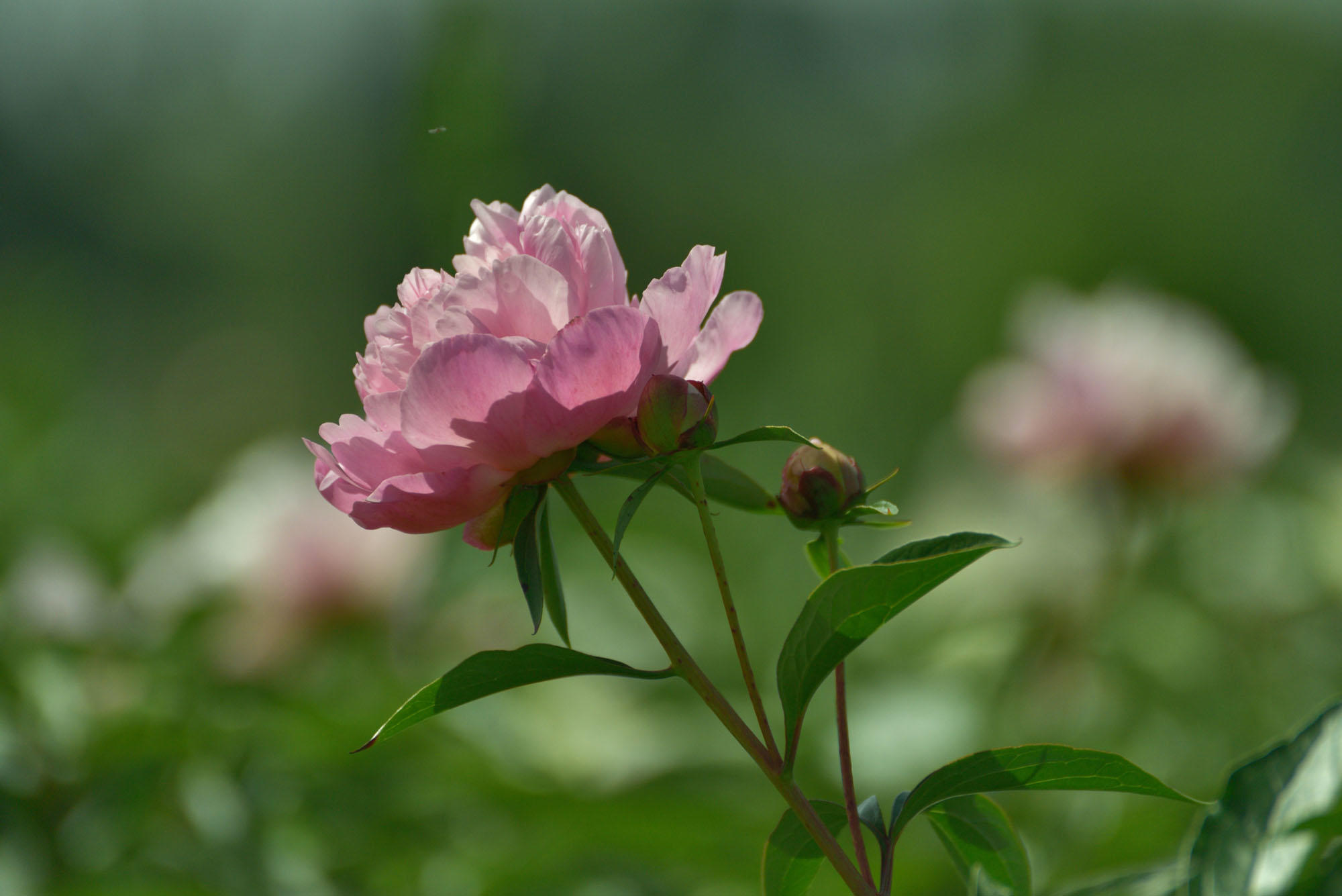 韵中江芍药花,四川旅游攻略-游侠客社区