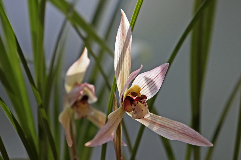 西湖郭庄兰花展金银铜奖兰花特写分享