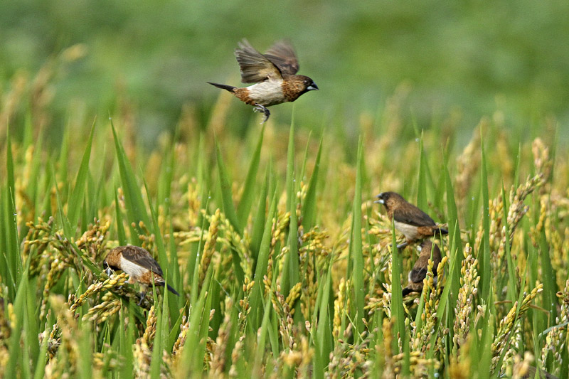 八卦田稻丰群鸟欢分享(白腰文鸟)
