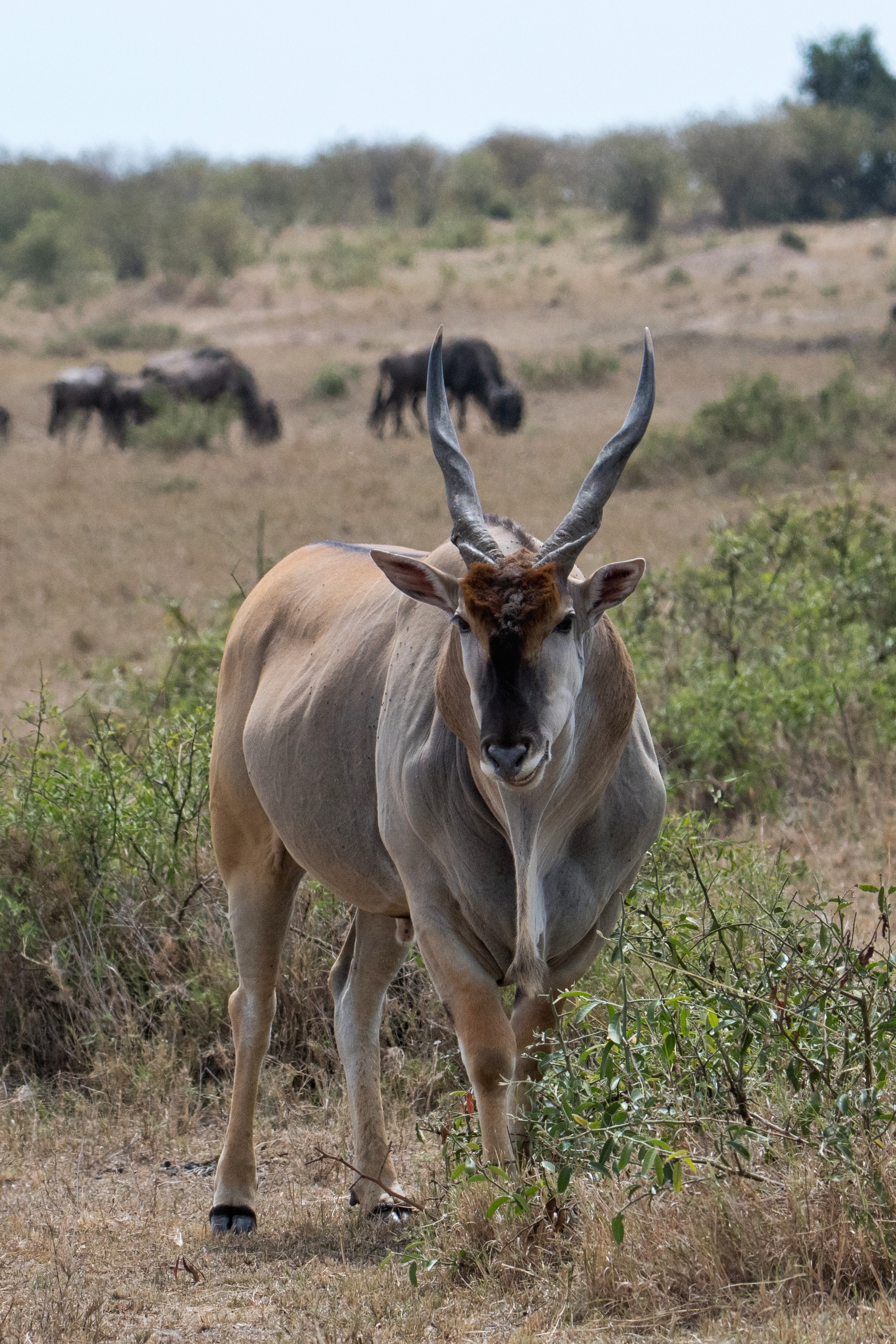 大角斑羚        是现存最大的羚羊,肩高可达1.