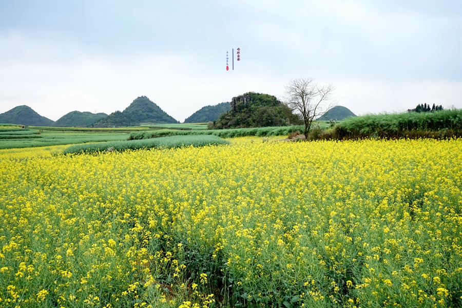#2018春季花事# # 2018年3月17-23日随游侠客摄影团7日游东川红土地、罗平看油菜花、云阳红河哈尼族梯田、蒙自碧色寨《冯小刚芳华拍摄地》