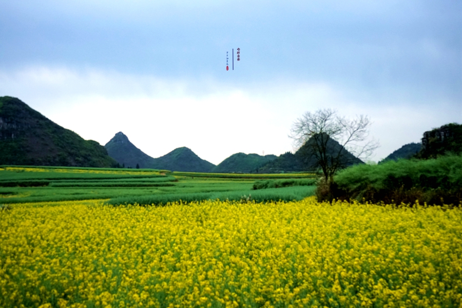 #2018春季花事# # 2018年3月17-23日随游侠客摄影团7日游东川红土地、罗平看油菜花、云阳红河哈尼族梯田、蒙自碧色寨《冯小刚芳华拍摄地》