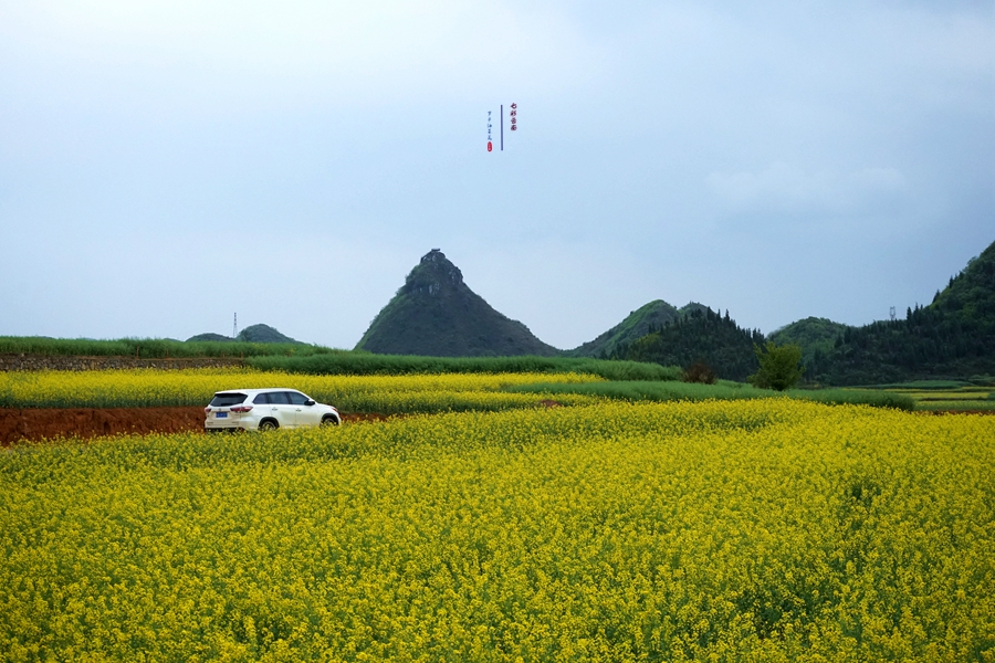 #2018春季花事# # 2018年3月17-23日随游侠客摄影团7日游东川红土地、罗平看油菜花、云阳红河哈尼族梯田、蒙自碧色寨《冯小刚芳华拍摄地》
