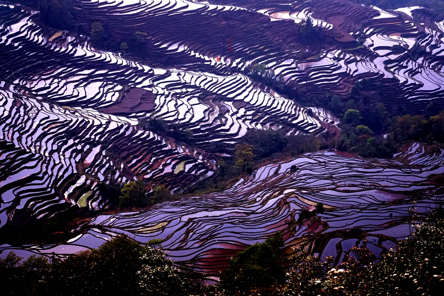 #2018春季花事# # 2018年3月17-23日随游侠客摄影团7日游东川红土地、罗平看油菜花、云阳红河哈尼族梯田、蒙自碧色寨《冯小刚芳华拍摄地》