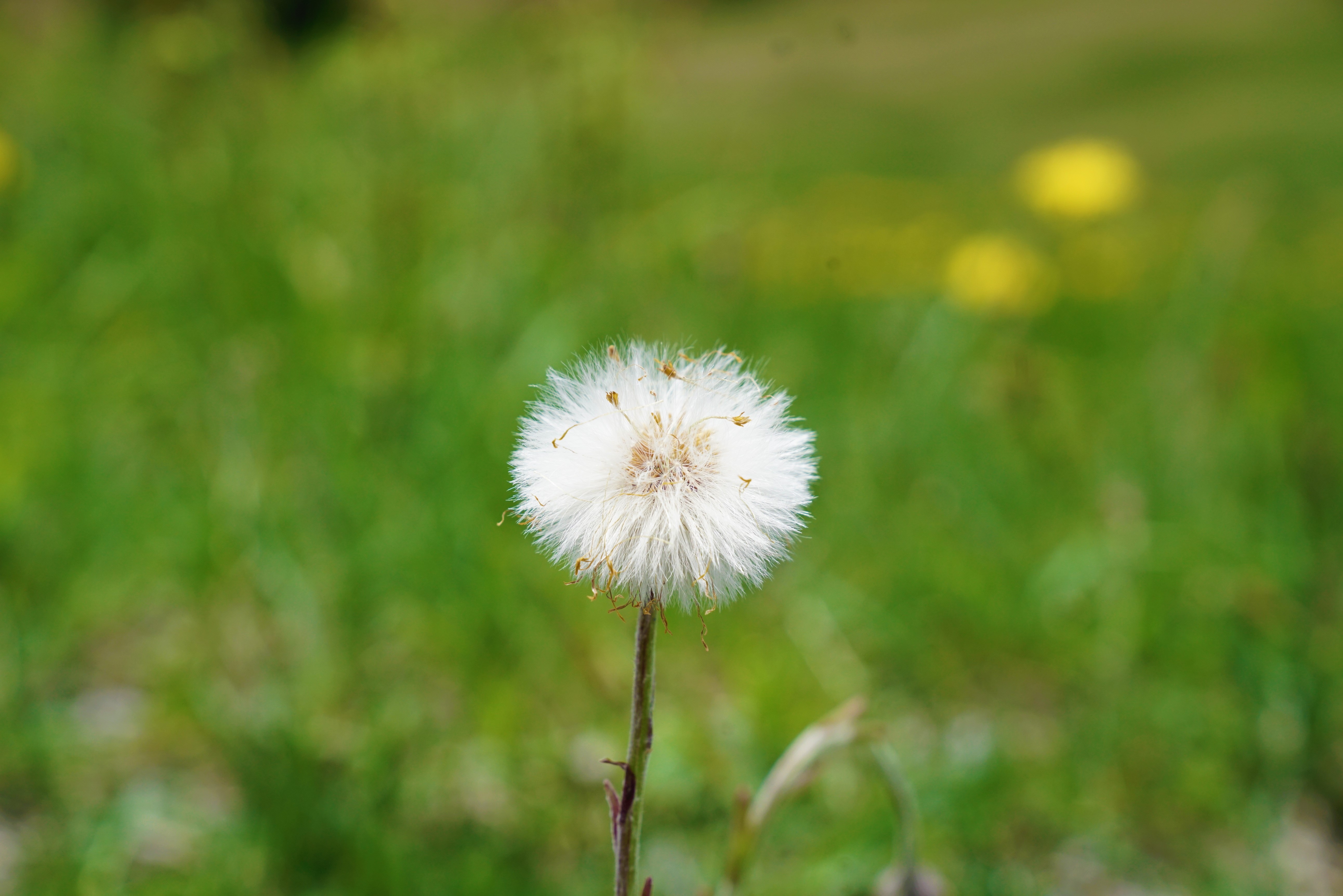 #2018春季花事#瑞士轻徒步:行走在阿尔卑斯山巅