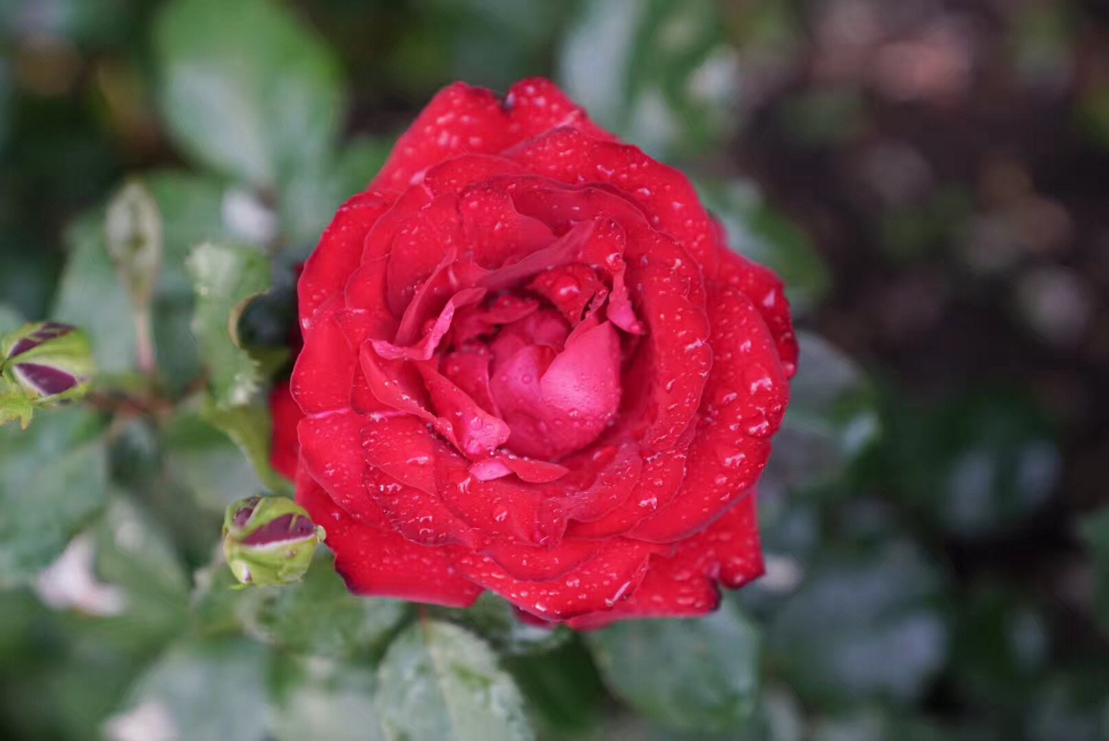 #2018春季花事#瑞士轻徒步:行走在阿尔卑斯山巅