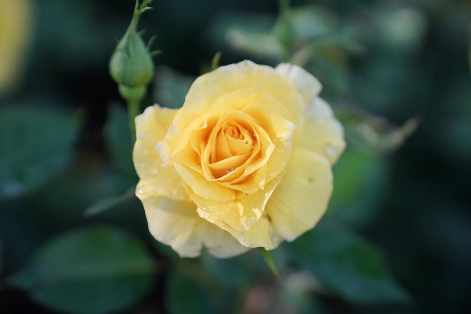 #2018春季花事#瑞士轻徒步:行走在阿尔卑斯山巅
