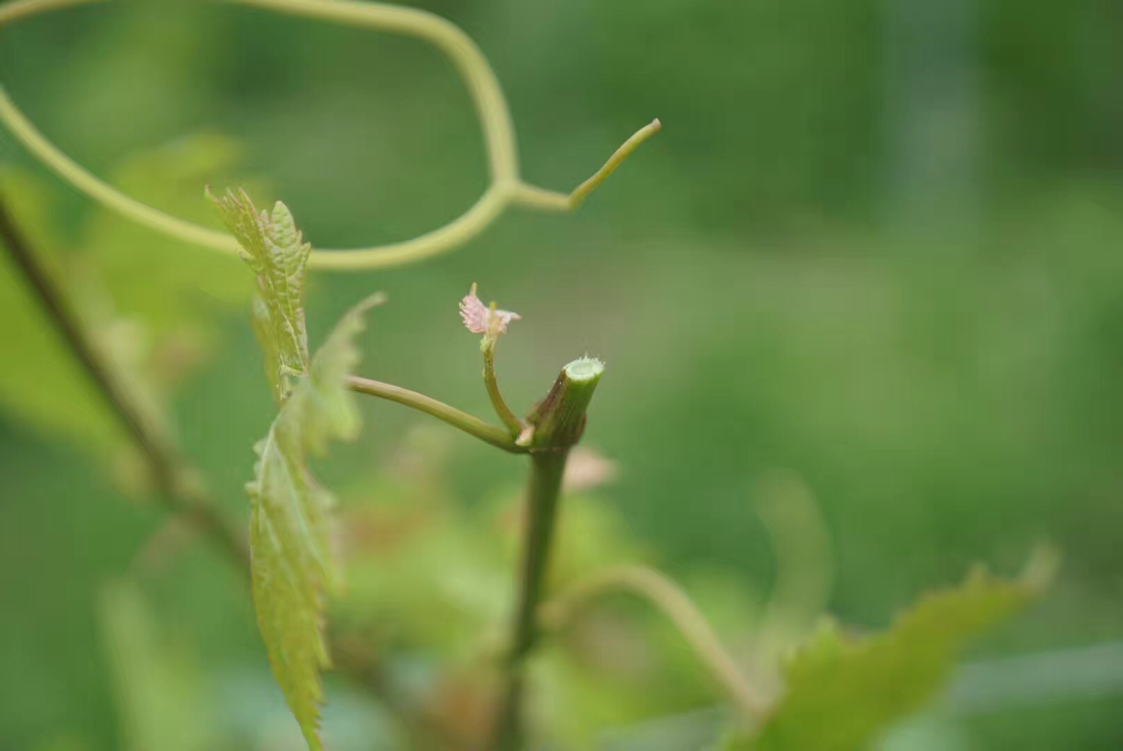 #2018春季花事#瑞士轻徒步:行走在阿尔卑斯山巅