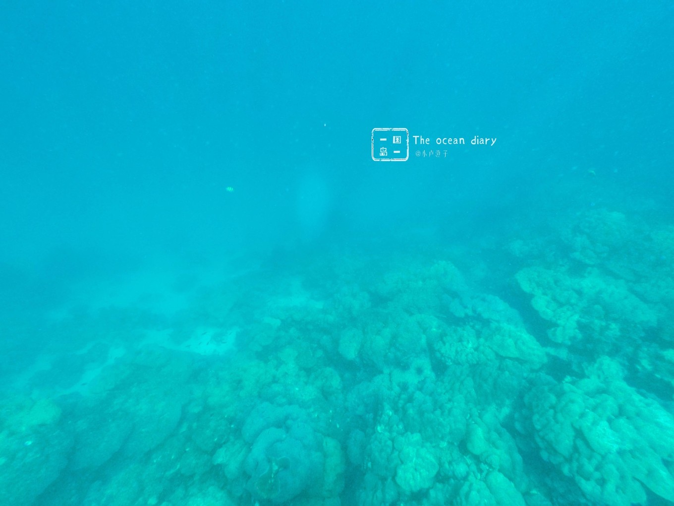 #攻略投稿# #海岛漫游记# 一国一岛の澄子札记 || the ocean diary(附大马丽贝岛详细干货攻略)
