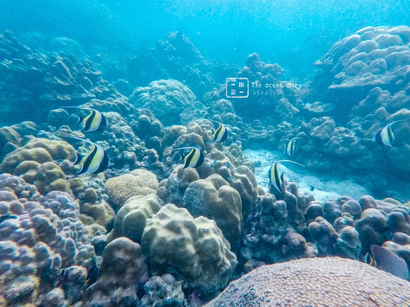 #攻略投稿# #海岛漫游记# 一国一岛の澄子札记 || the ocean diary(附大马丽贝岛详细干货攻略)