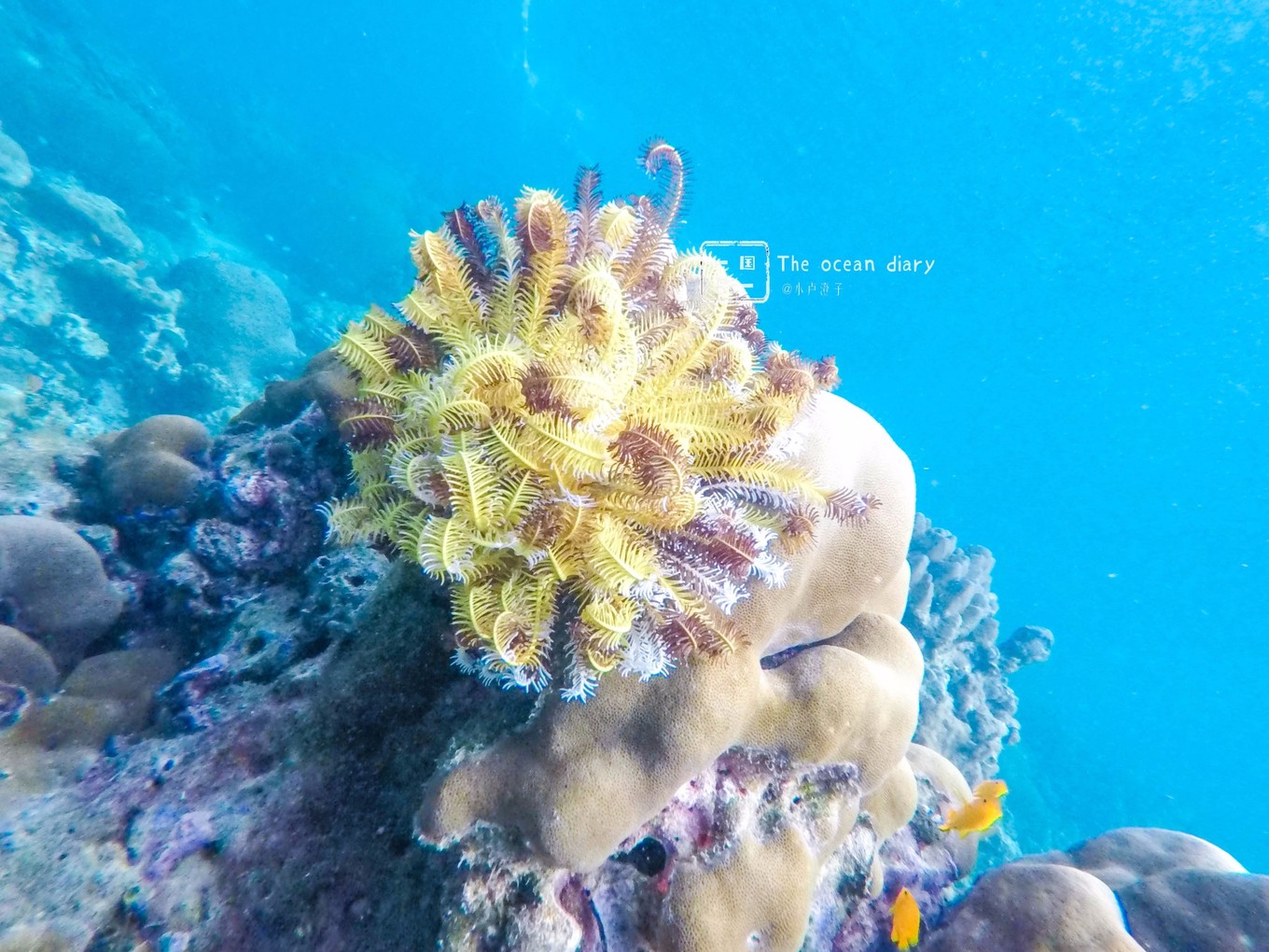 #攻略投稿# #海岛漫游记# 一国一岛の澄子札记 || the ocean diary(附大马丽贝岛详细干货攻略)