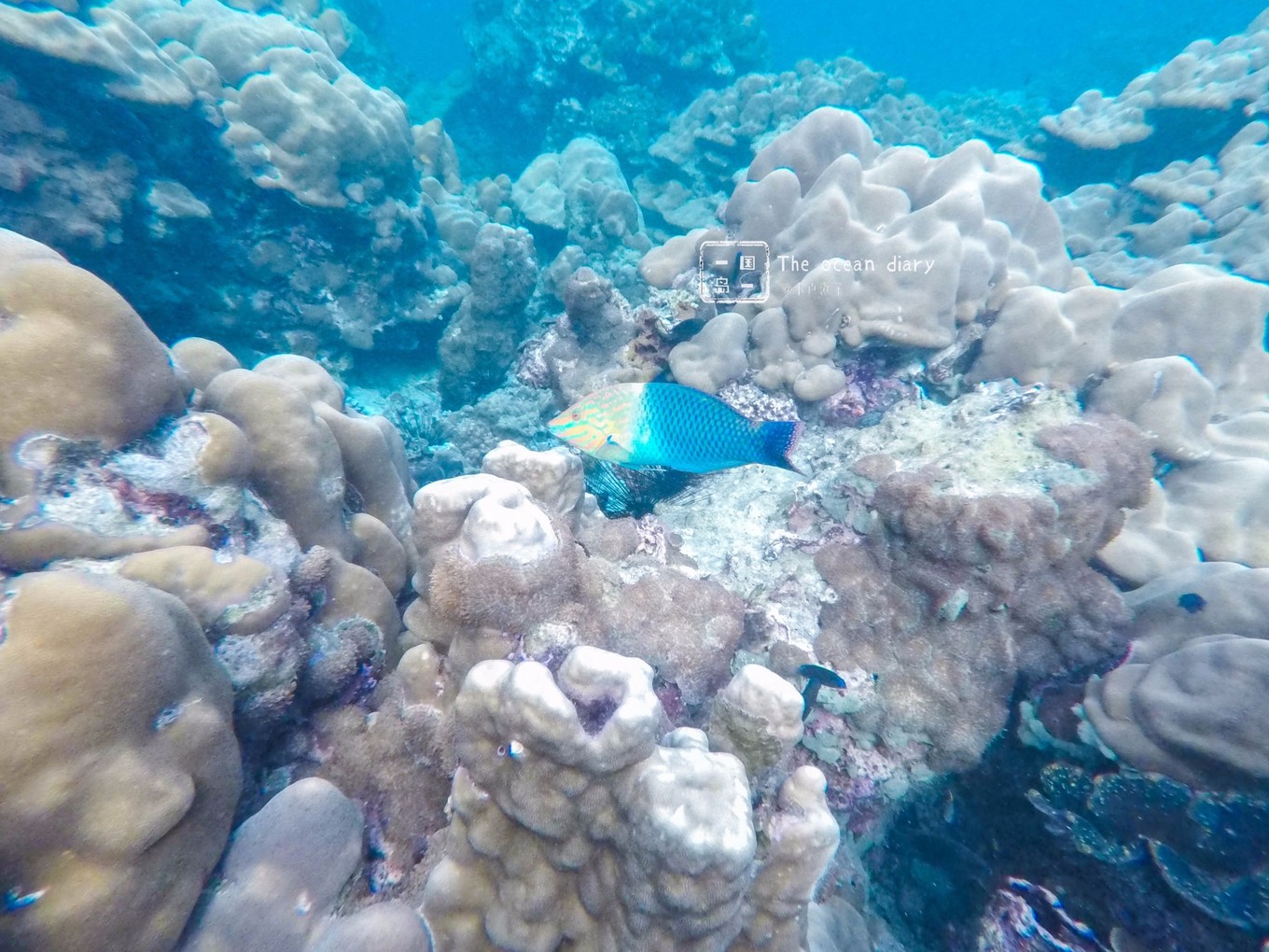 #攻略投稿# #海岛漫游记# 一国一岛の澄子札记 || the ocean diary(附大马丽贝岛详细干货攻略)