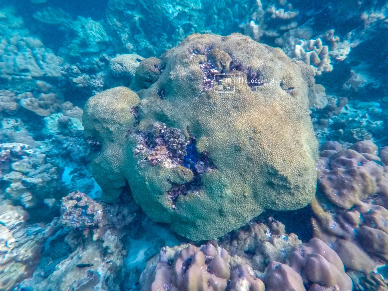 #攻略投稿# #海岛漫游记# 一国一岛の澄子札记 || the ocean diary(附大马丽贝岛详细干货攻略)