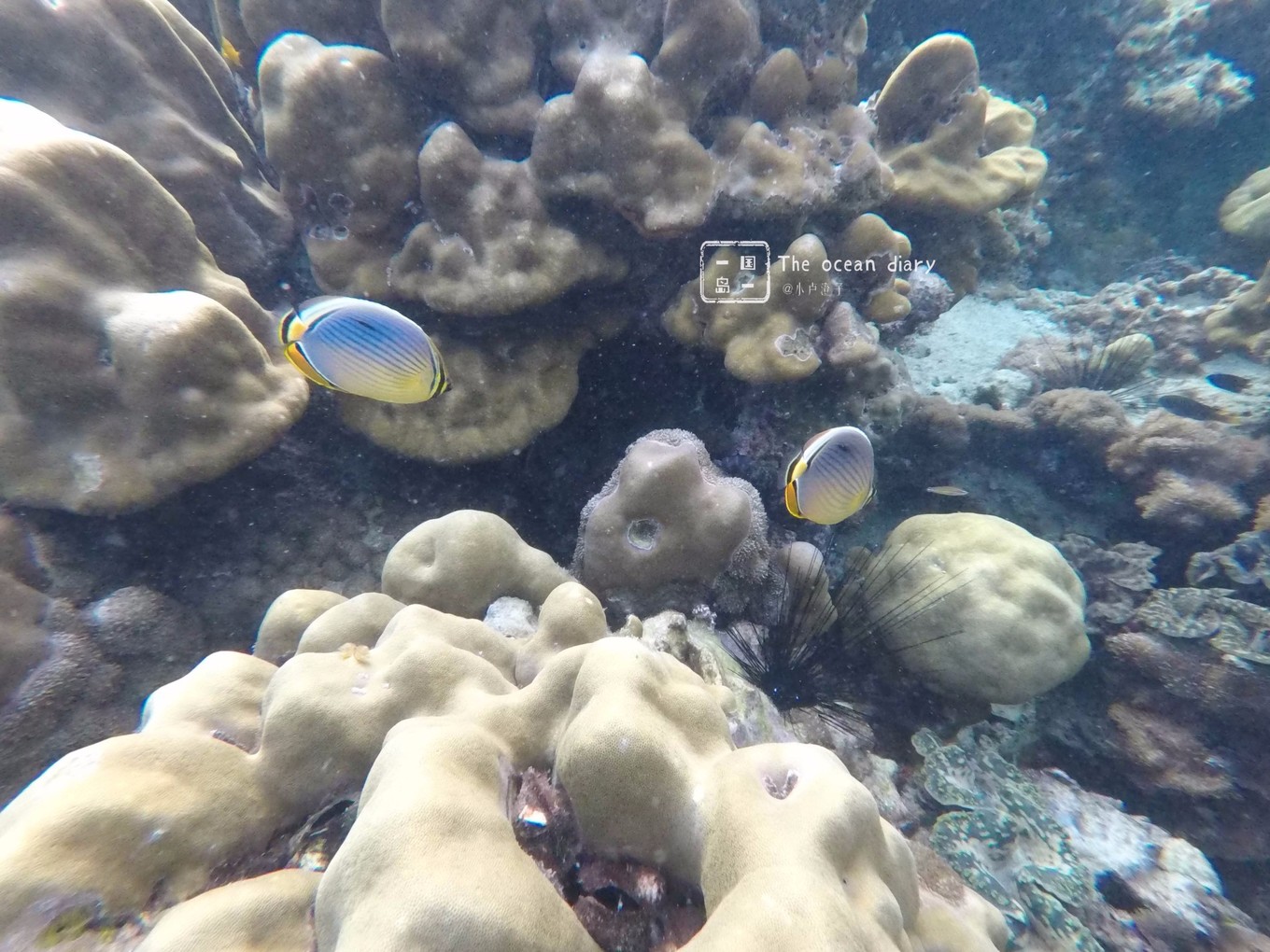 #攻略投稿# #海岛漫游记# 一国一岛の澄子札记 || the ocean diary(附大马丽贝岛详细干货攻略)