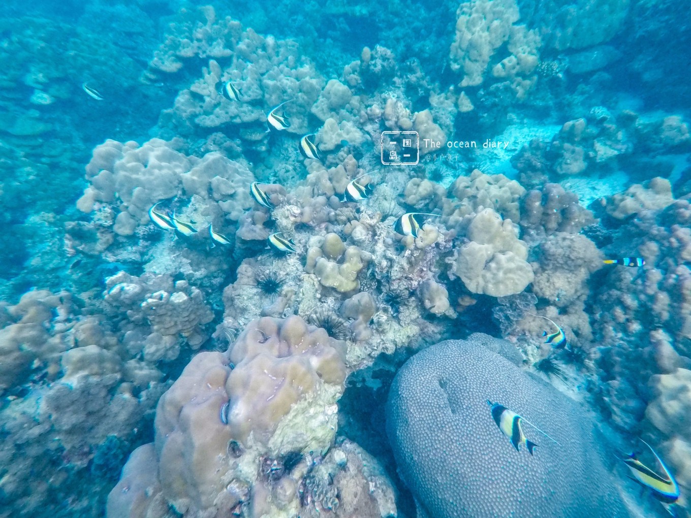 #攻略投稿# #海岛漫游记# 一国一岛の澄子札记 || the ocean diary(附大马丽贝岛详细干货攻略)