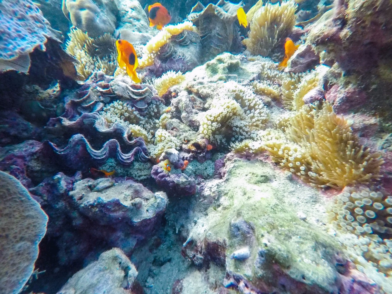 #攻略投稿# #海岛漫游记# 一国一岛の澄子札记 || the ocean diary(附大马丽贝岛详细干货攻略)