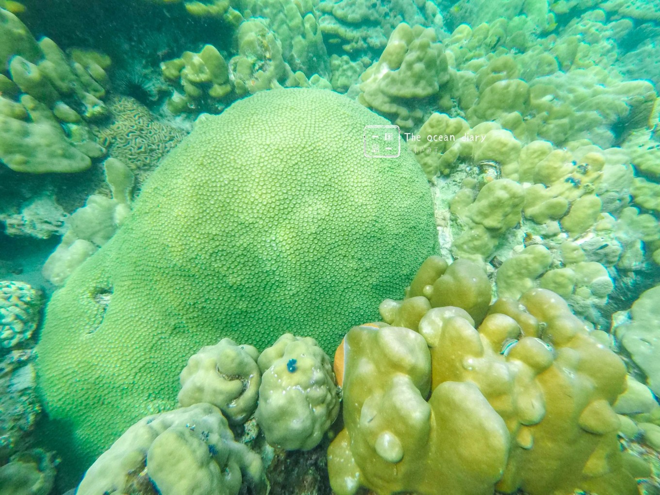 #攻略投稿# #海岛漫游记# 一国一岛の澄子札记 || the ocean diary(附大马丽贝岛详细干货攻略)