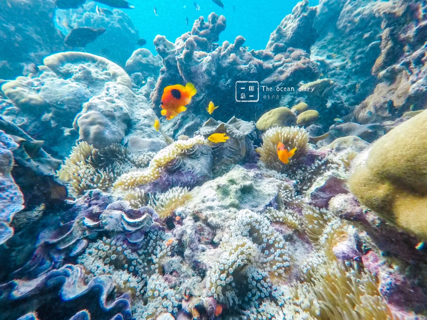 #攻略投稿# #海岛漫游记# 一国一岛の澄子札记 || the ocean diary(附大马丽贝岛详细干货攻略)