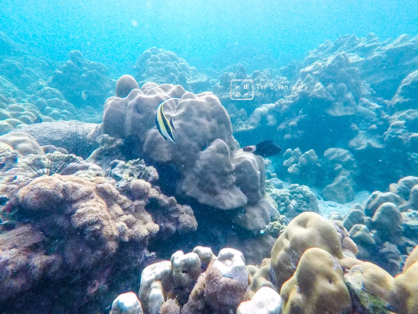 #攻略投稿# #海岛漫游记# 一国一岛の澄子札记 || the ocean diary(附大马丽贝岛详细干货攻略)