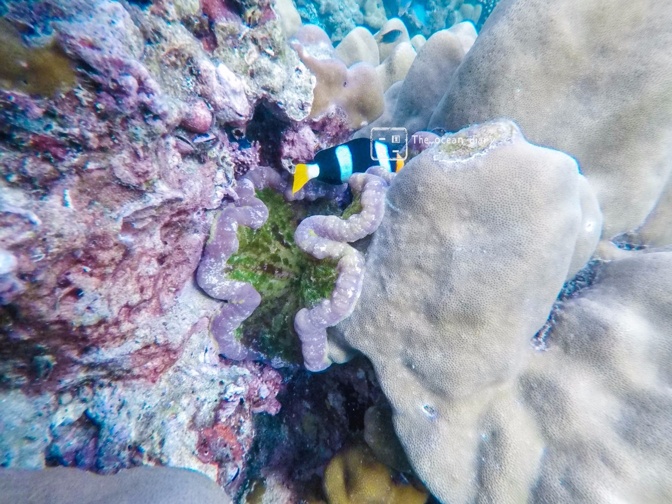 #攻略投稿# #海岛漫游记# 一国一岛の澄子札记 || the ocean diary(附大马丽贝岛详细干货攻略)