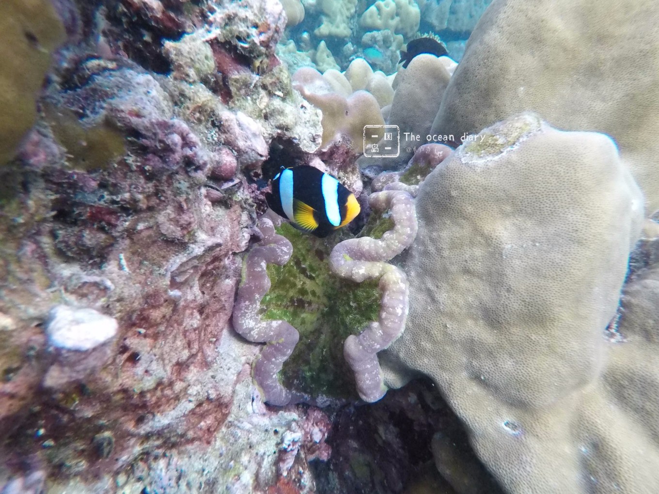 #攻略投稿# #海岛漫游记# 一国一岛の澄子札记 || the ocean diary(附大马丽贝岛详细干货攻略)