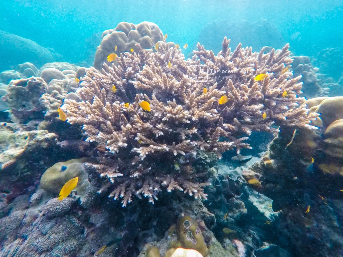 #攻略投稿# #海岛漫游记# 一国一岛の澄子札记 || the ocean diary(附大马丽贝岛详细干货攻略)