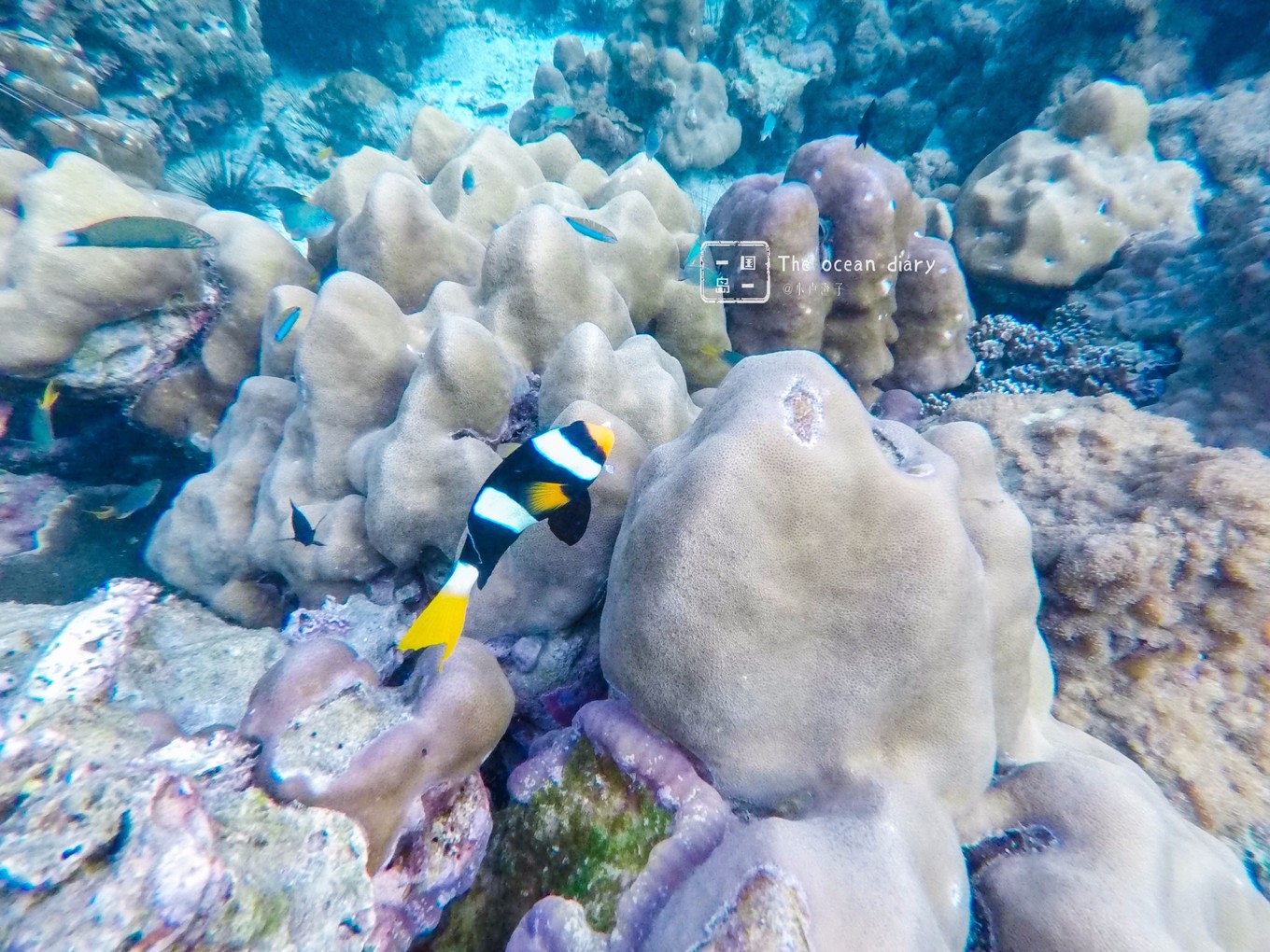 #攻略投稿# #海岛漫游记# 一国一岛の澄子札记 || the ocean diary(附大马丽贝岛详细干货攻略)