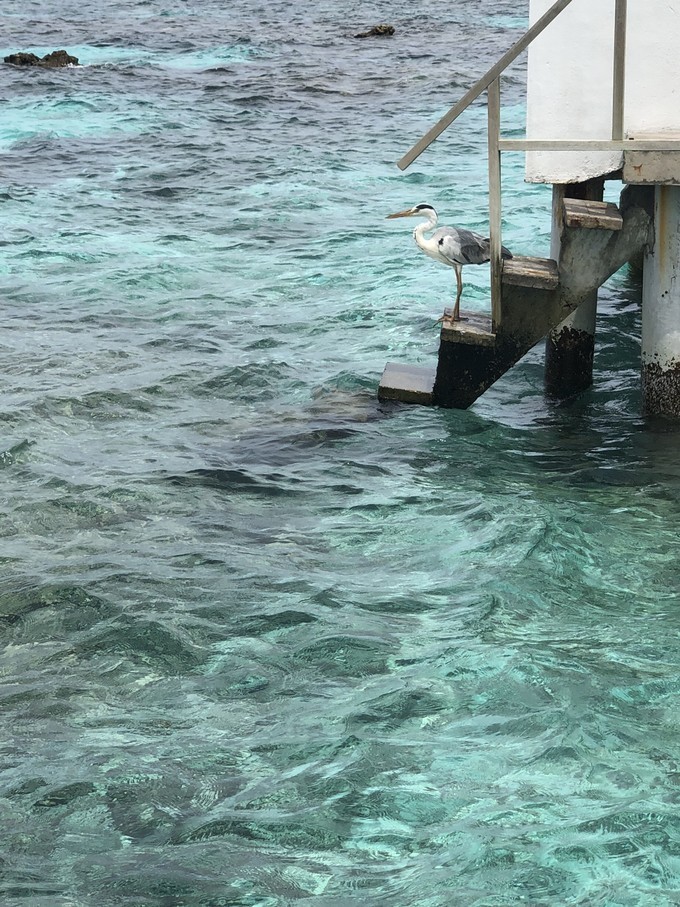 马尔代夫,一个碧海蓝天梦——中央格兰德蜜月游