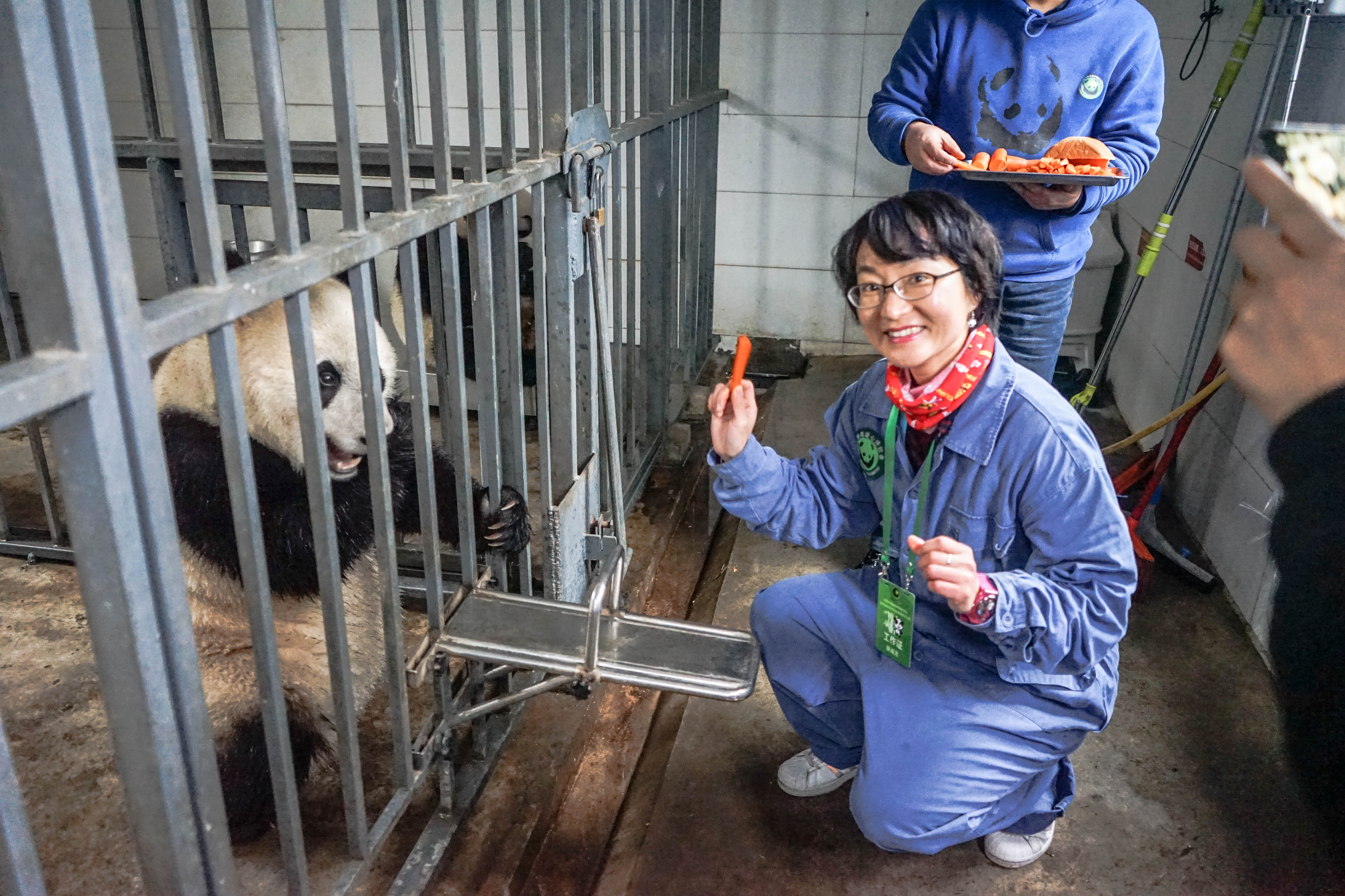 新年第一游78做一名熊猫管理员,四川旅游攻略-游侠客社区