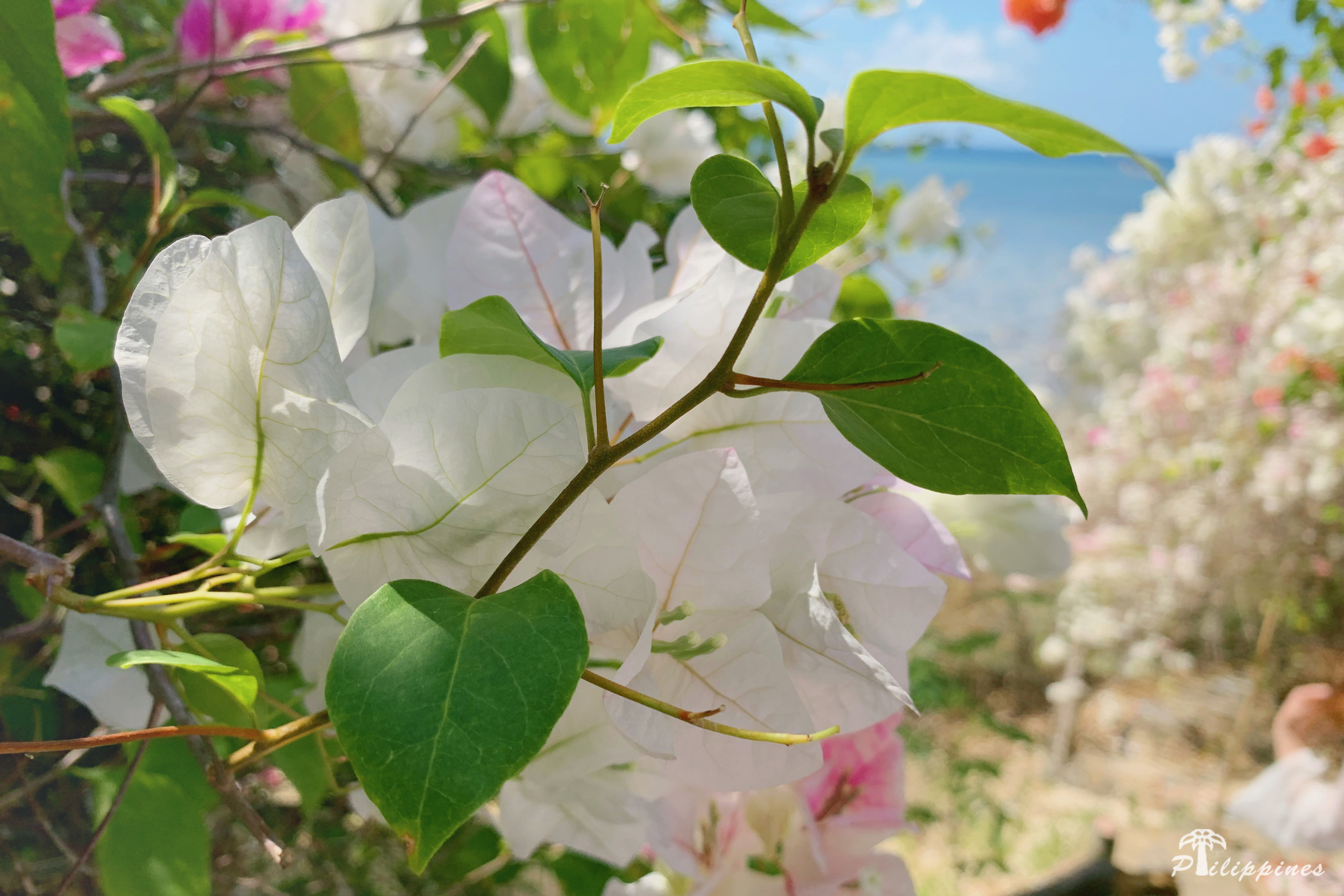 #2019春季花事# 除去花海,来菲律宾看大海也是一种享受