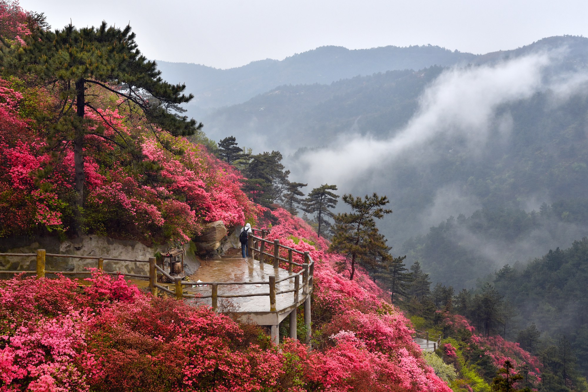 武汉云雾山,网红景点遇网红,却红不过满山映山红 #2019春天花事#,湖北