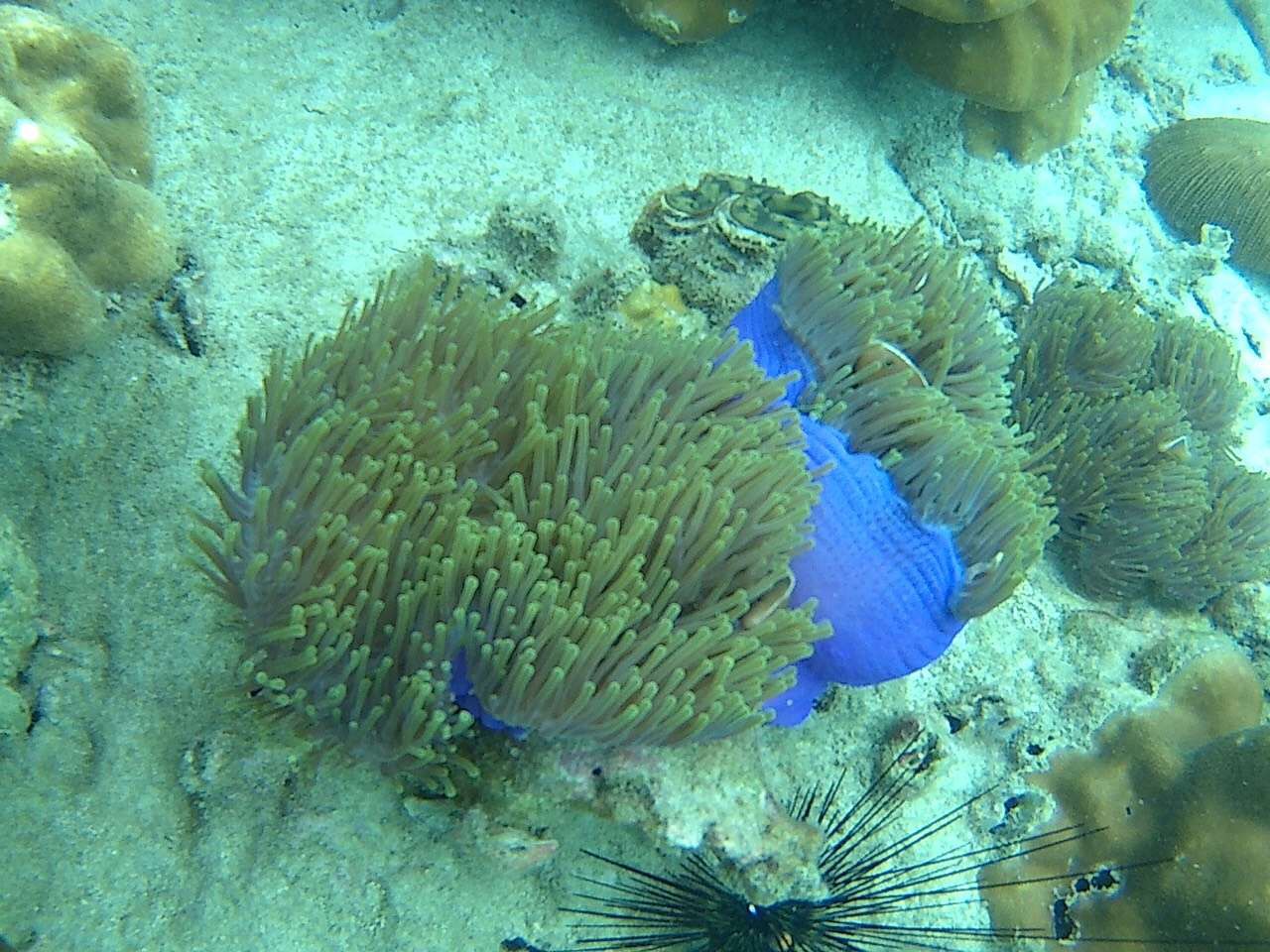 KOH Lipe!优质却又价廉的“马尔代夫”你值得拥有