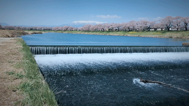 #2019春季花事# 平成最后的光年,赴一场樱花与海的约会