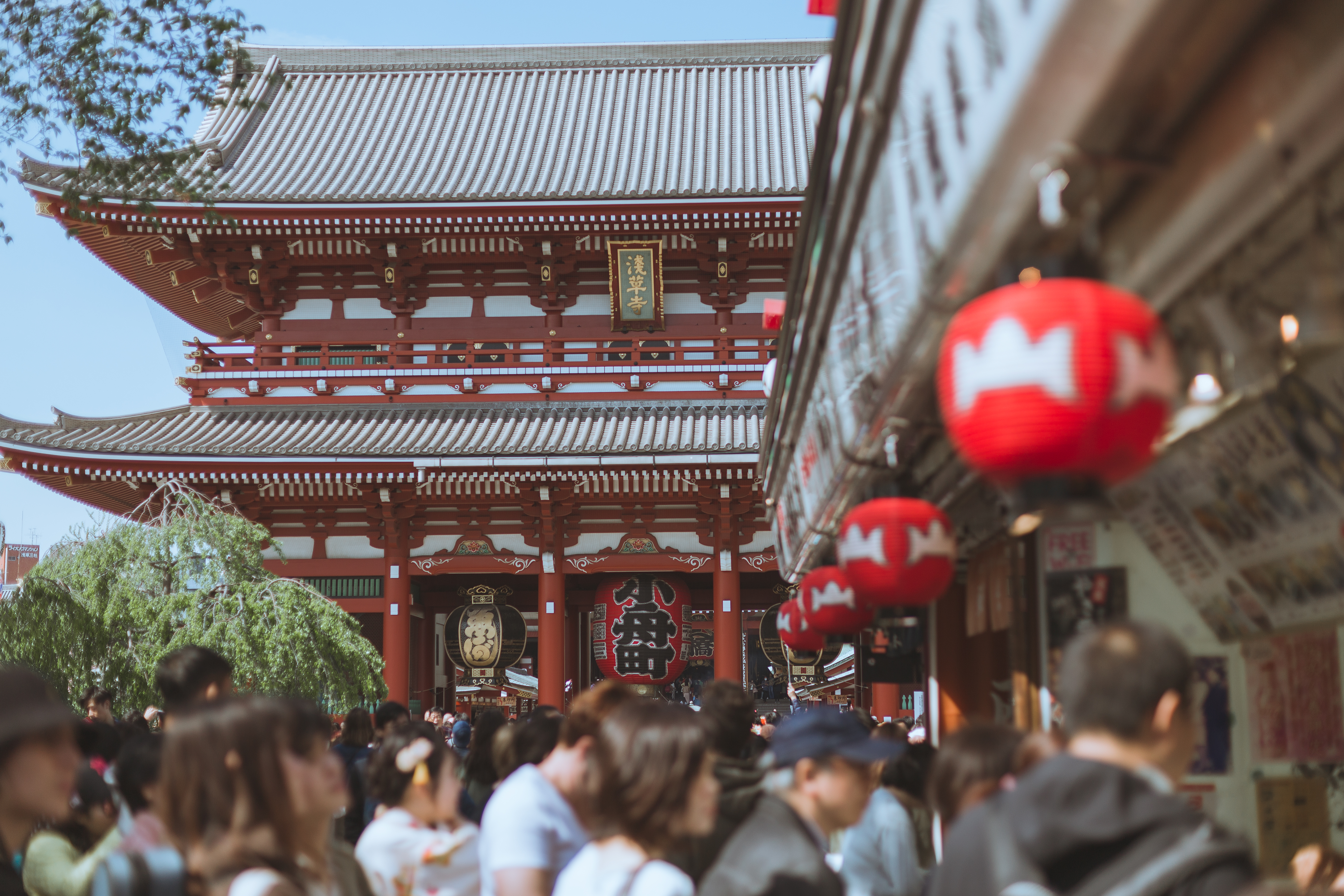 #2019春季花事# 平成最后的光年,赴一场樱花与海的约会