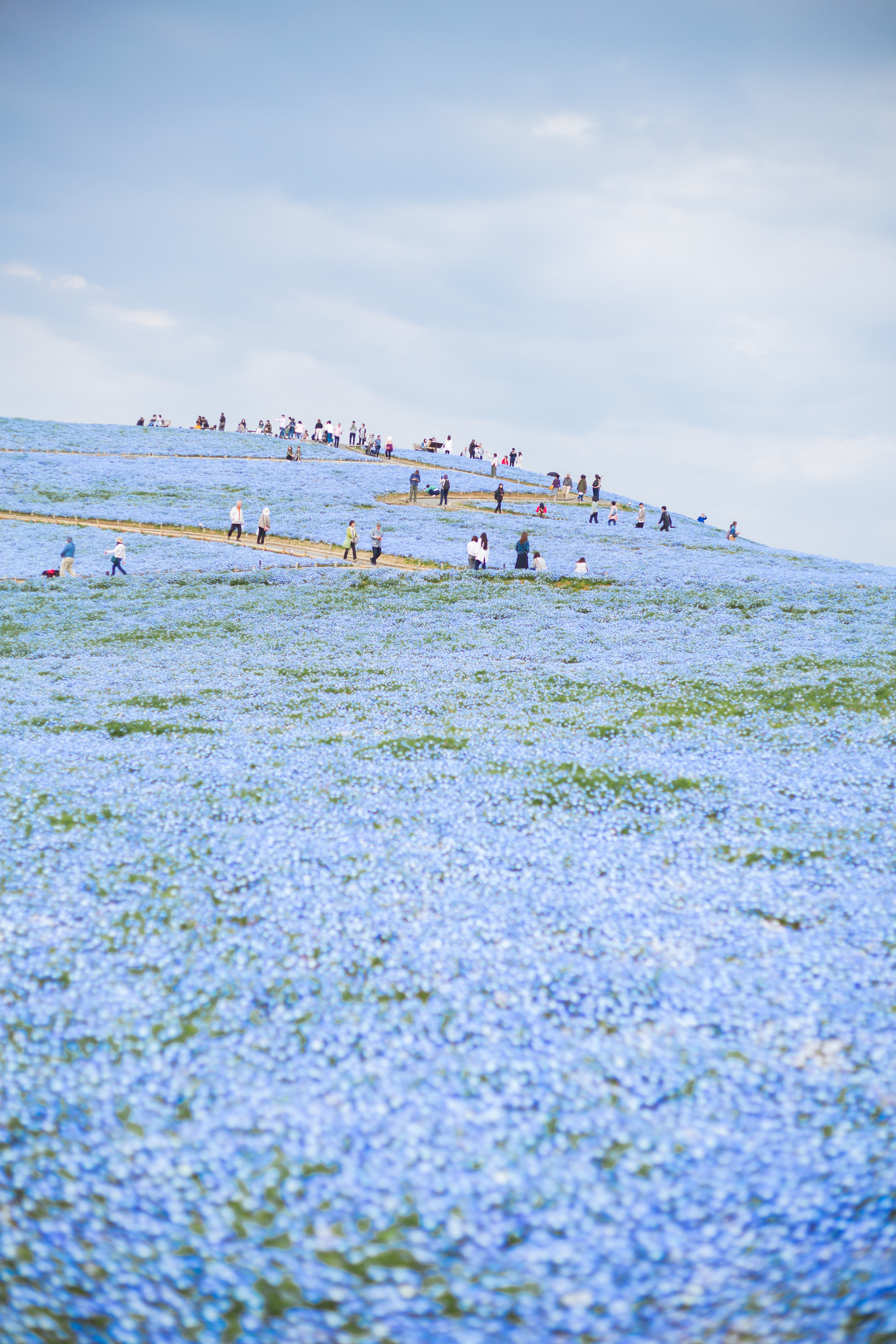 #2019春季花事# 平成最后的光年,赴一场樱花与海的约会