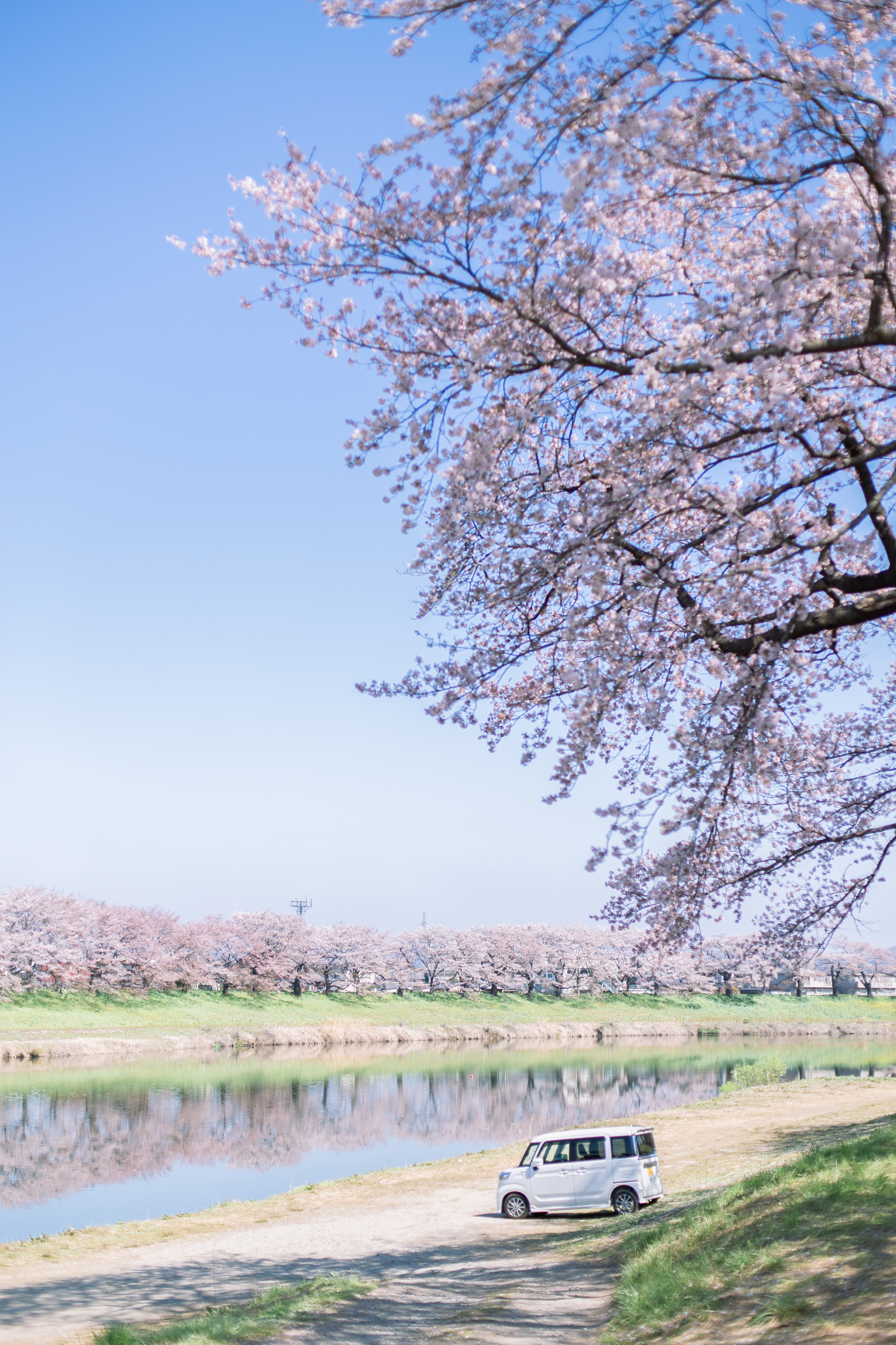 #2019春季花事# 平成最后的光年,赴一场樱花与海的约会