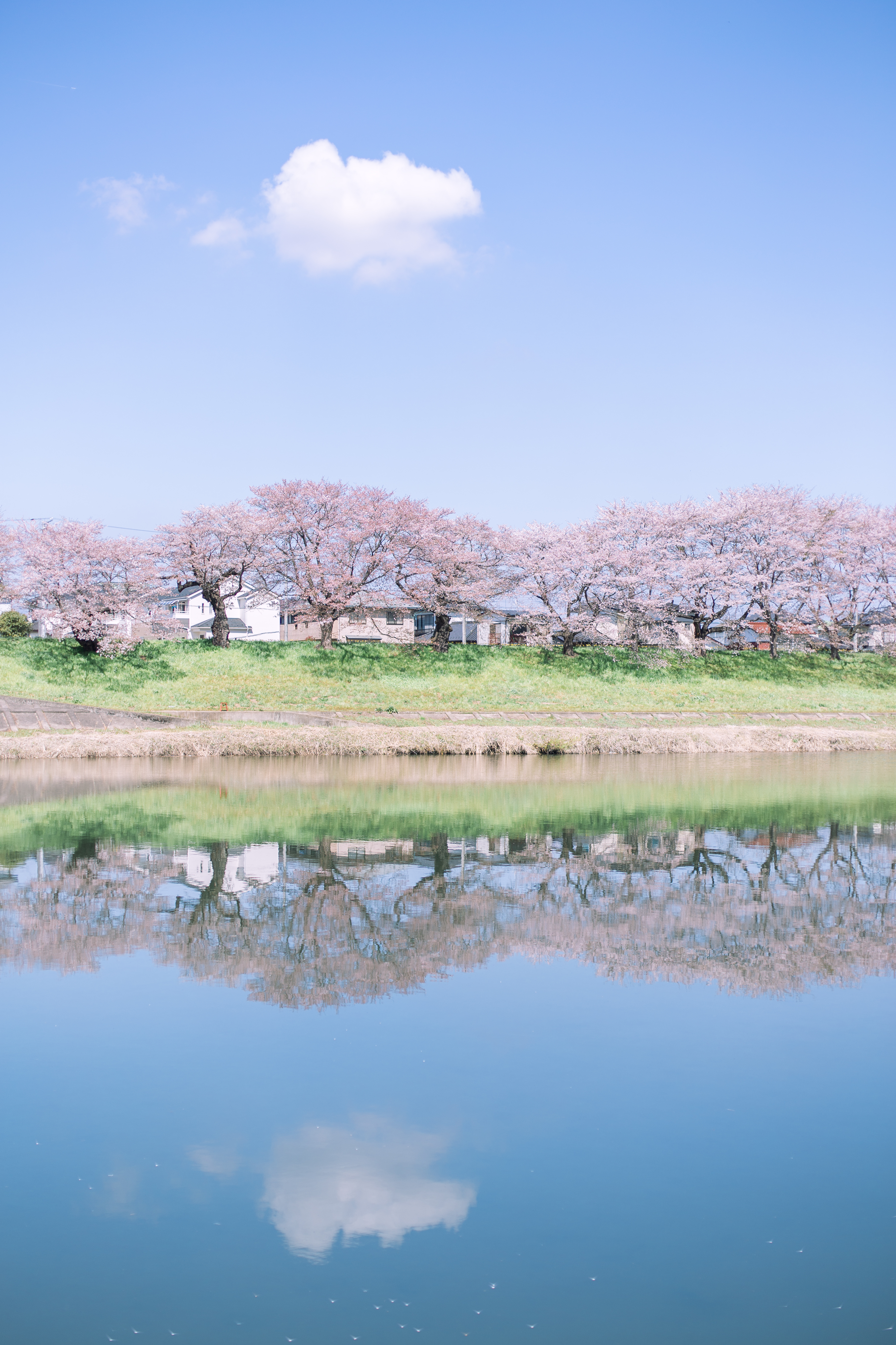 #2019春季花事# 平成最后的光年,赴一场樱花与海的约会