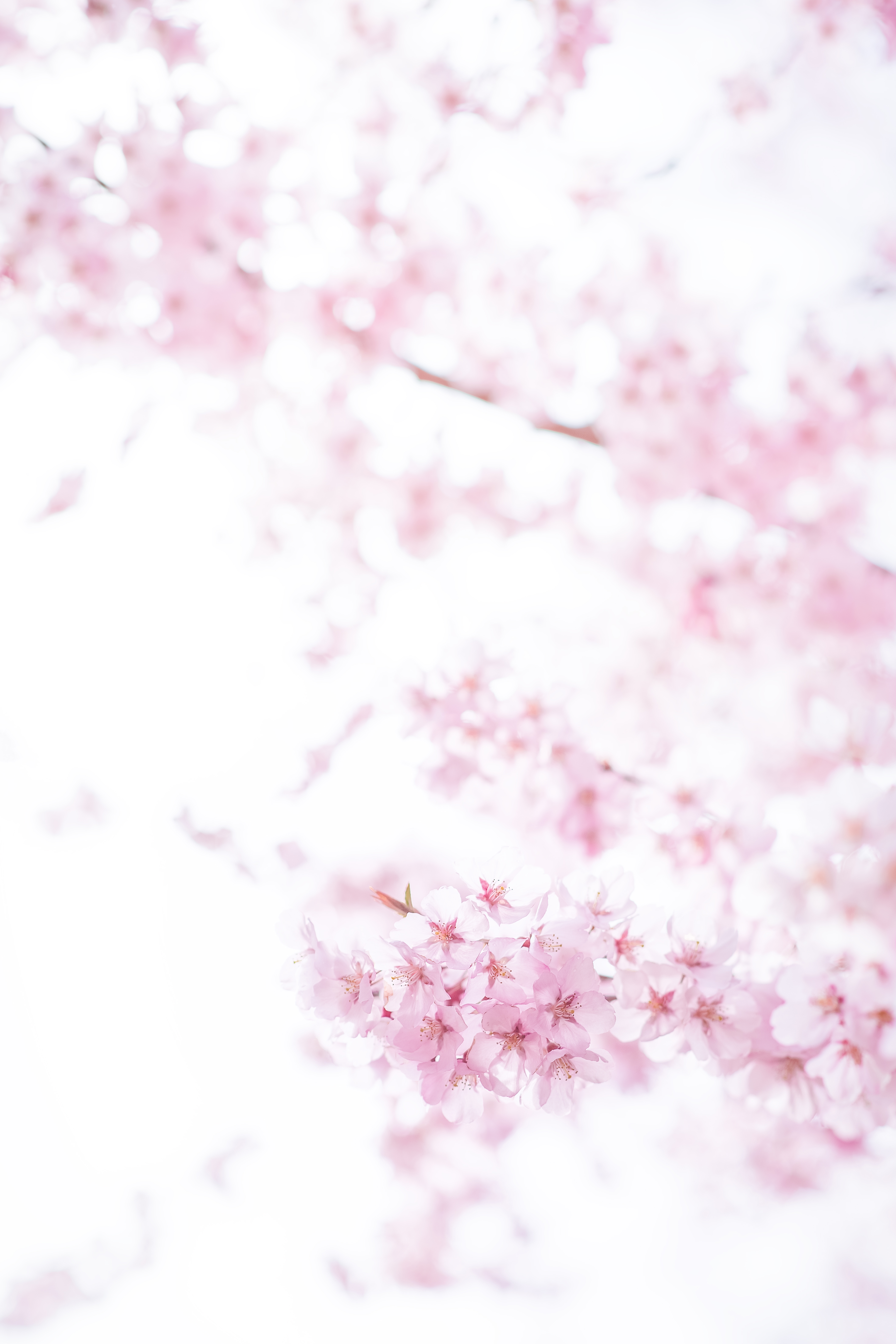 #2019春季花事# 平成最后的光年,赴一场樱花与海的约会