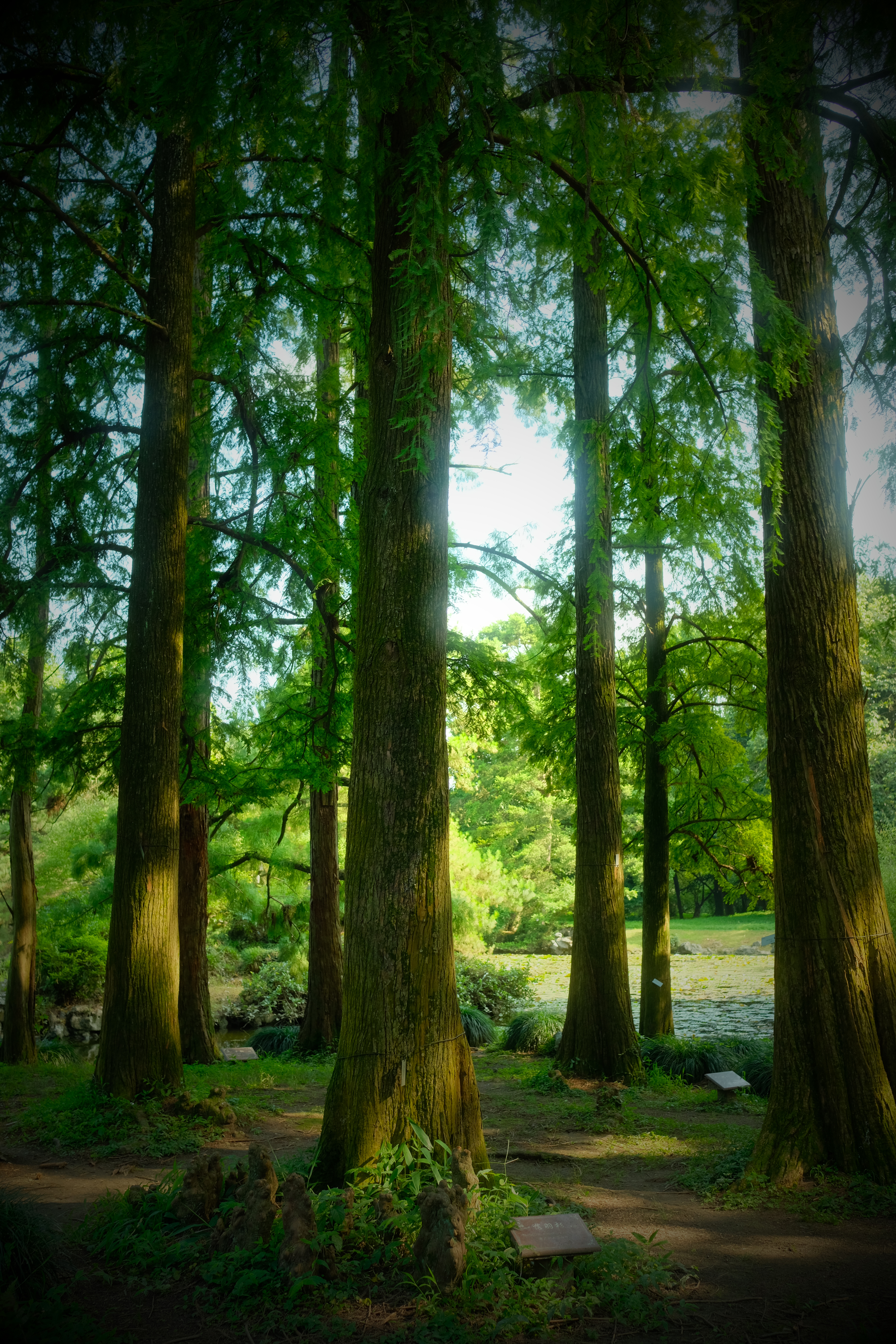 20#沉睡的森林#首发团//蒙眼穿越黑暗森林,编织,沙盘,冥想,森林秘密我