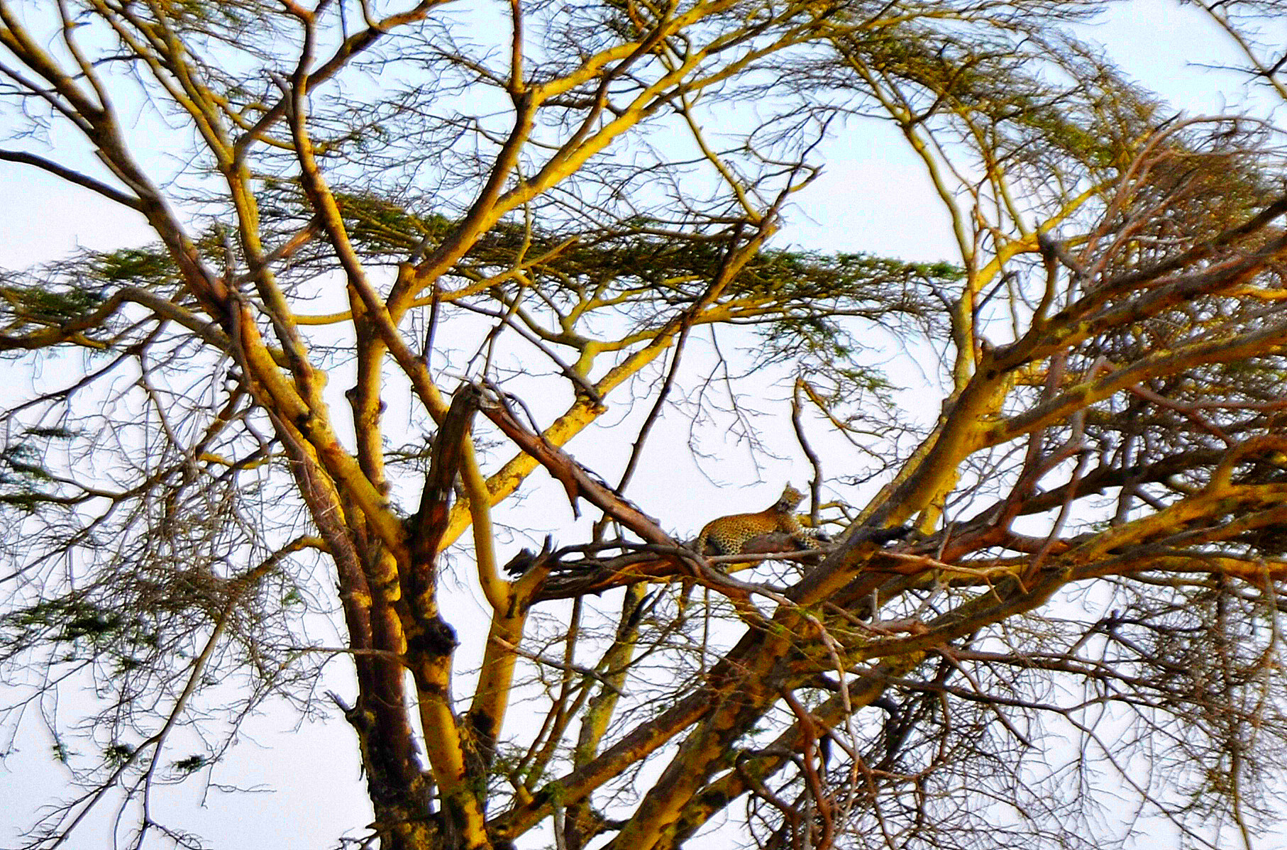 乞力马扎罗的雪——Jambo,Tanzania~(完结)