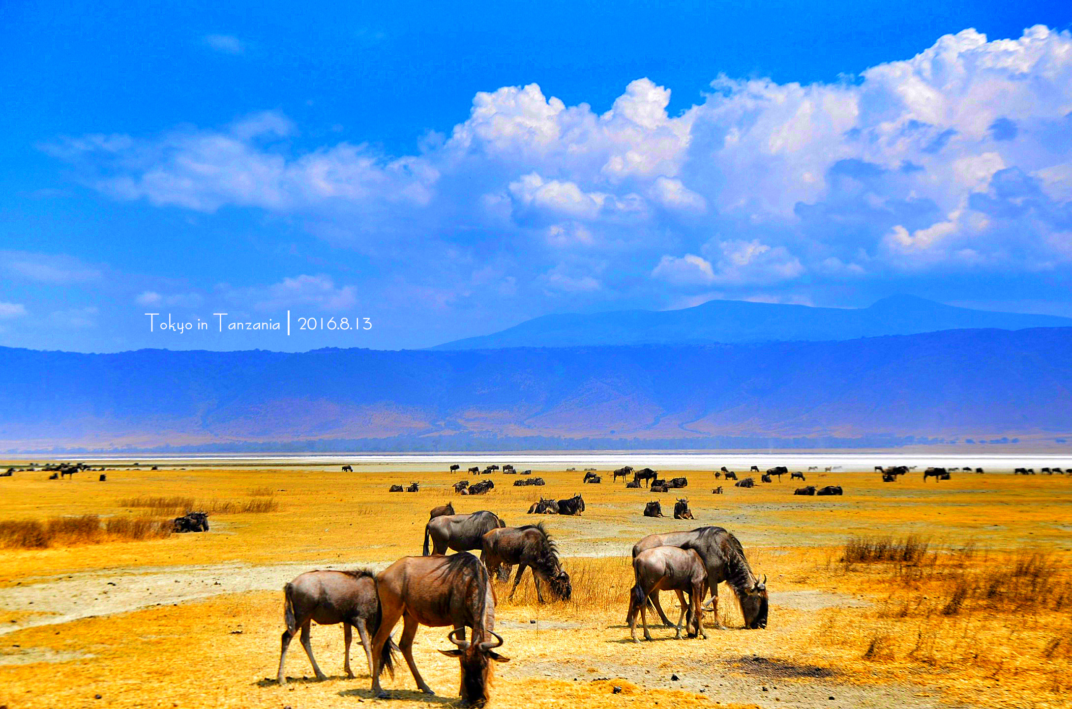 乞力马扎罗的雪——Jambo,Tanzania~(完结)