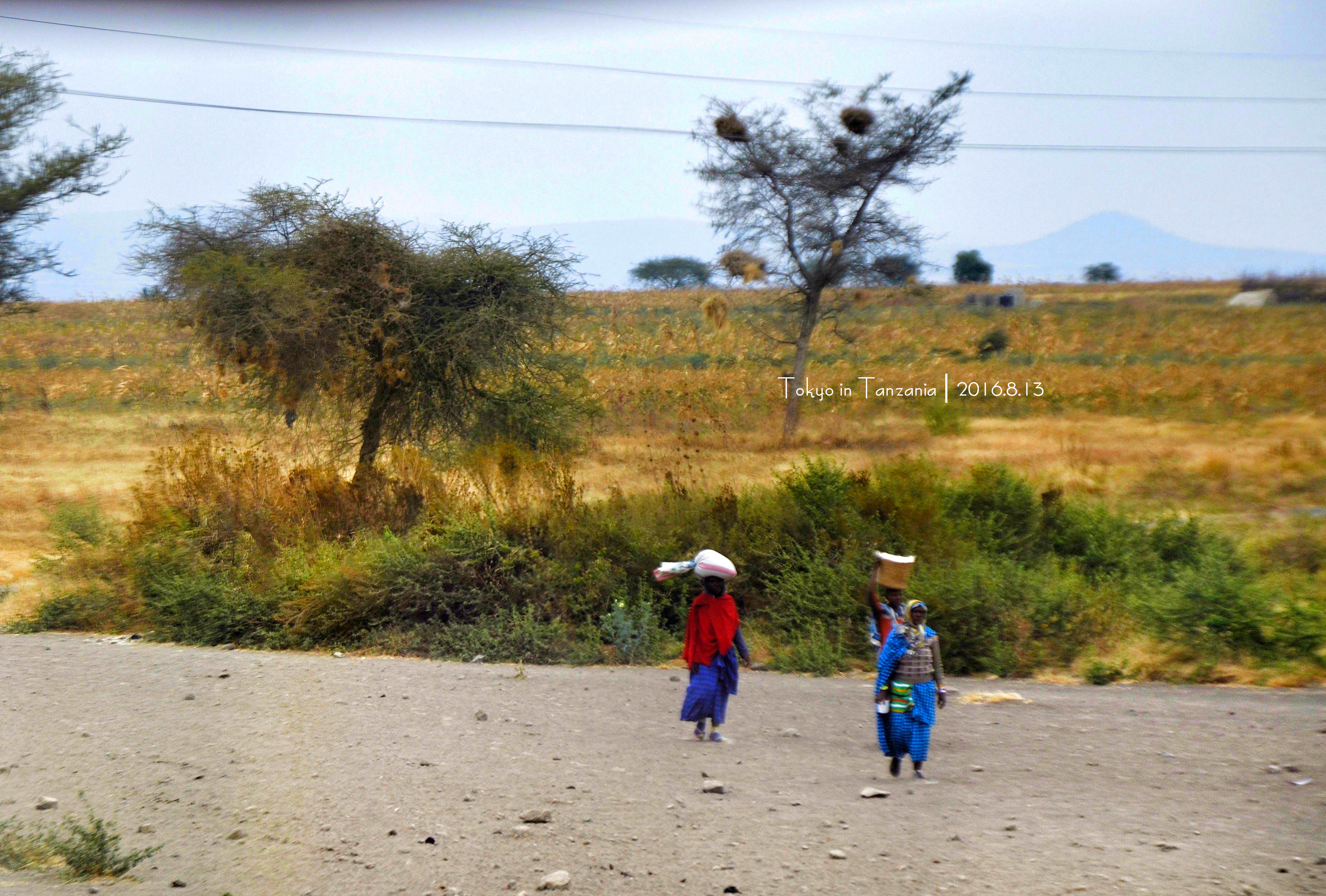 乞力马扎罗的雪——Jambo,Tanzania~(完结)