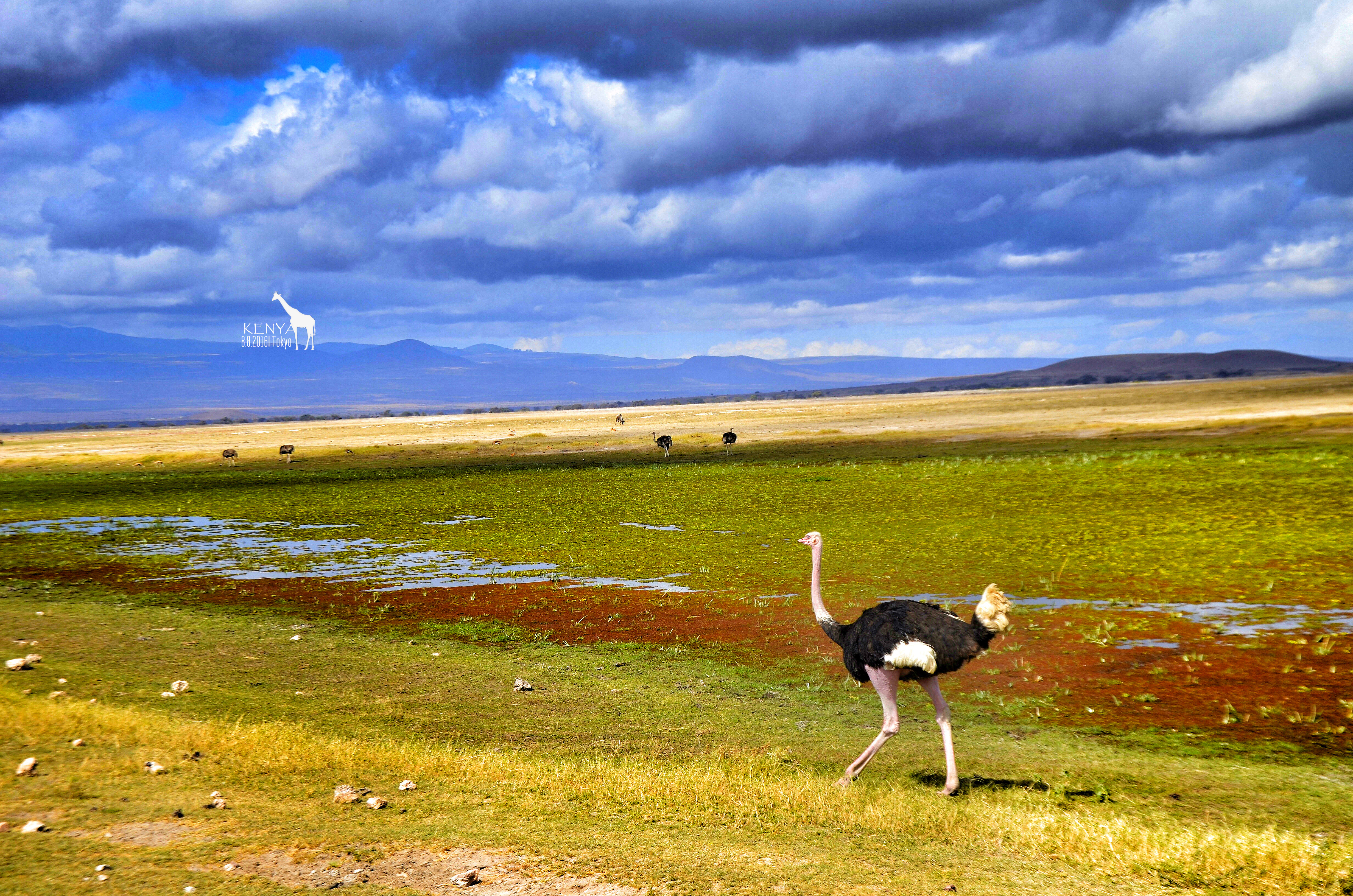 乞力马扎罗的雪——Jambo,Tanzania~(完结)