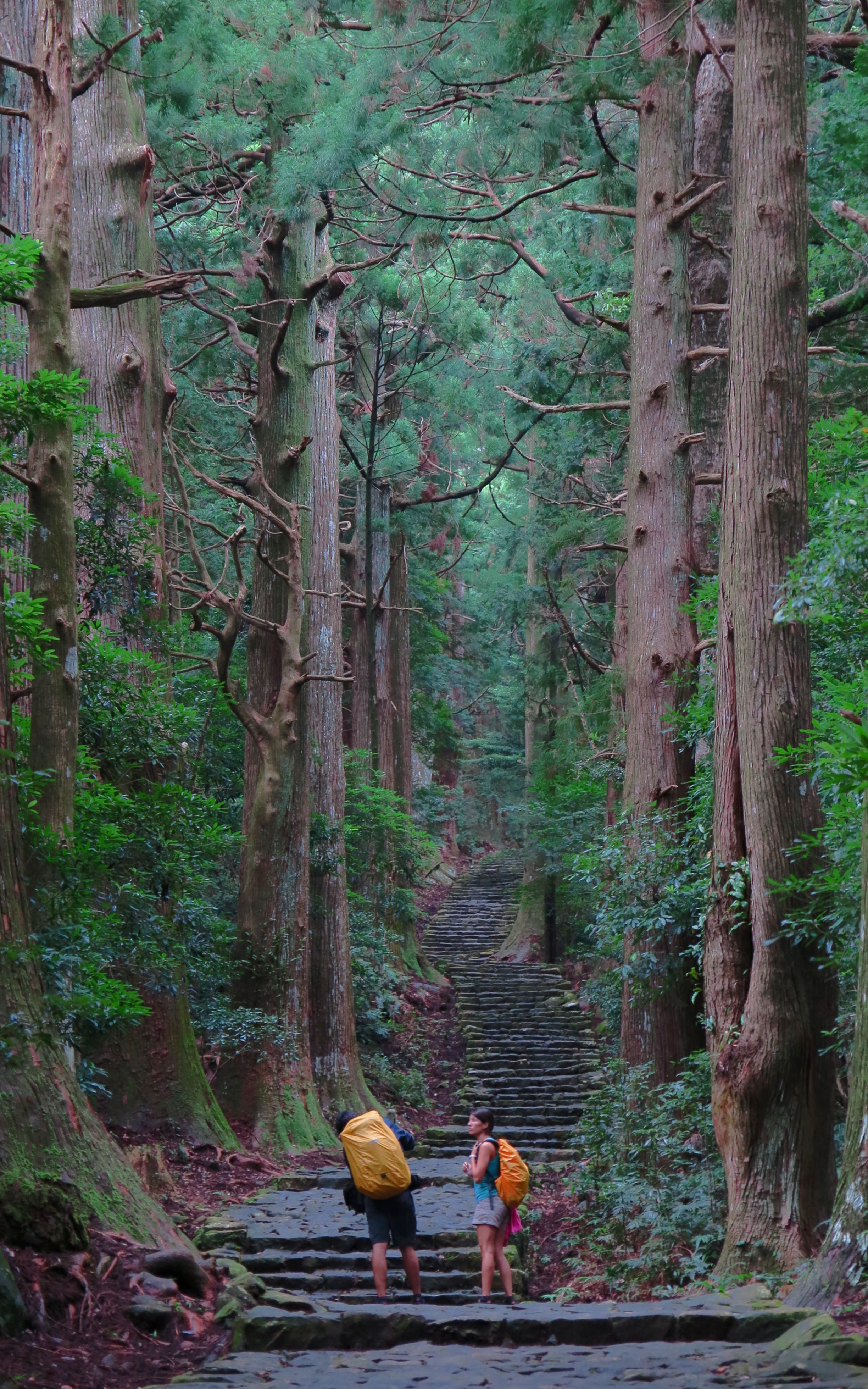 熊野古道--《千与千寻》同款徒步线路,通往心灵秘境的千年朝圣的道路
