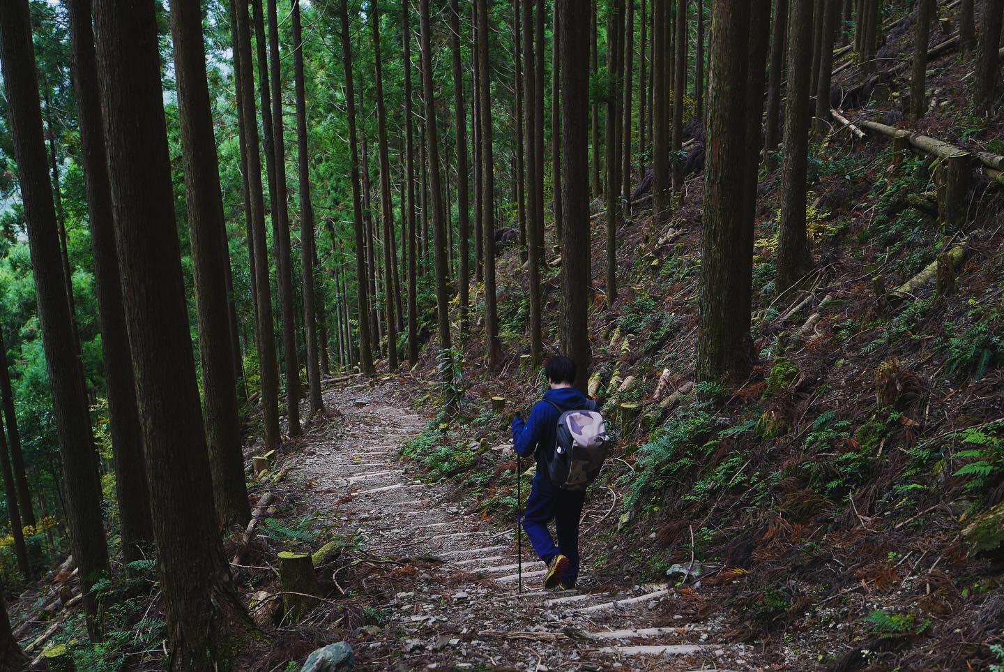 熊野古道--《千与千寻》同款徒步线路,通往心灵秘境的千年朝圣的道路