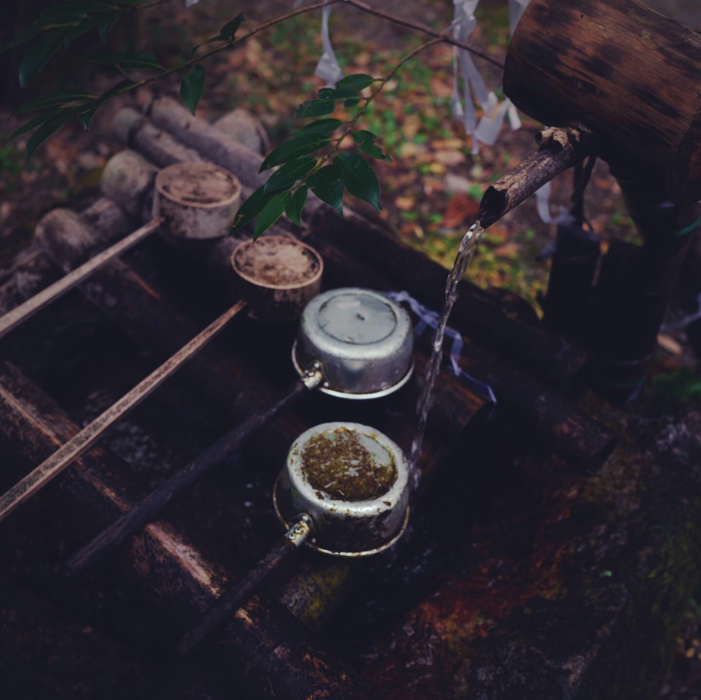 熊野古道--《千与千寻》同款徒步线路,通往心灵秘境的千年朝圣的道路